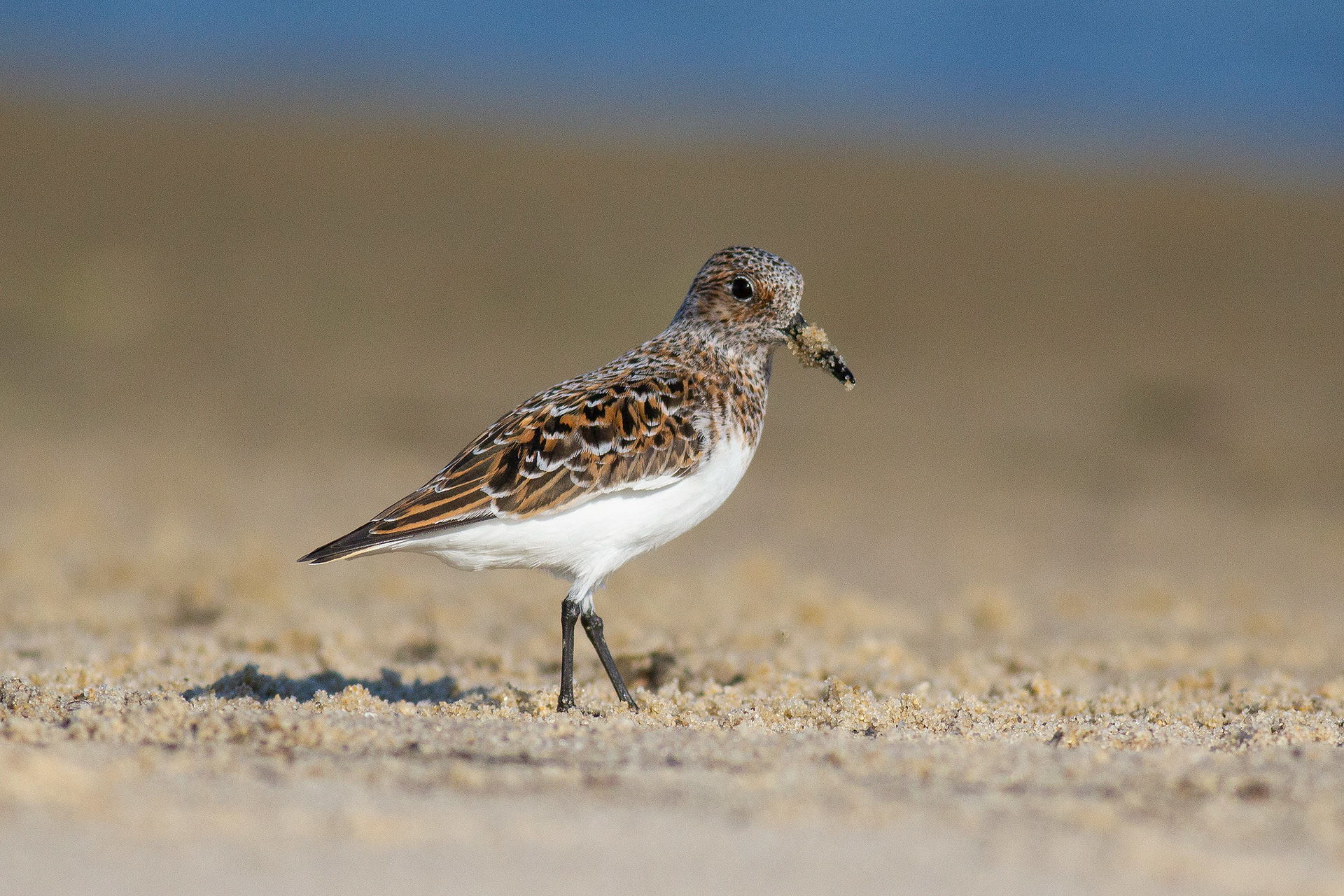 Sanderling from the Old English sand-yrðling, "sand-ploughman"