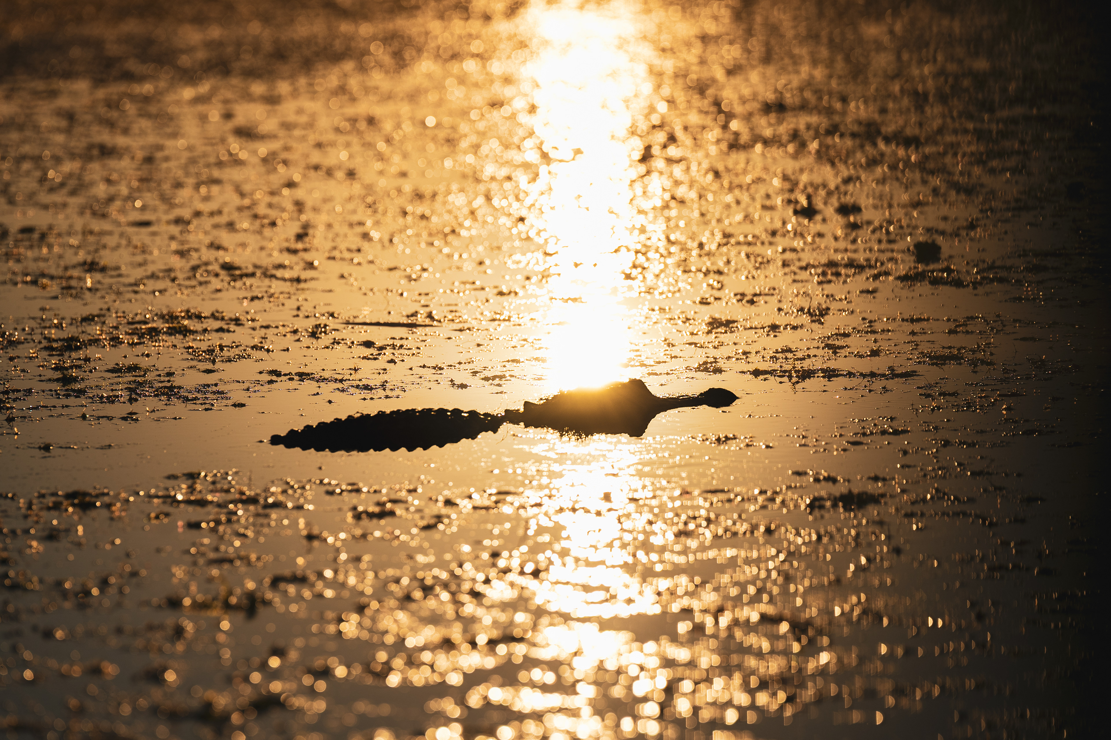 High contrast fine art silhouette photo of an alligator floating in the water during sunset / golden hour. 