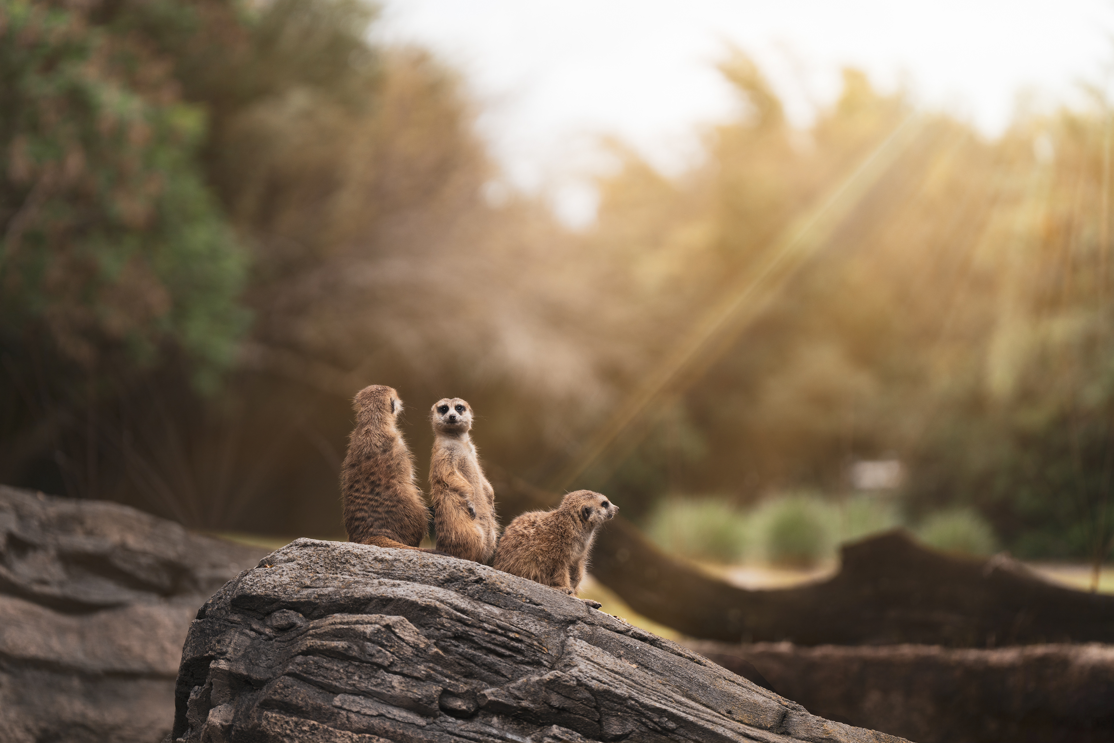 Fine art portrait of three Meerkats standing on a rock and keeping watch. One is looking at the camera, the other two are looking away and to the side. The bright afternoon sun is peaking through the side and flaring. 