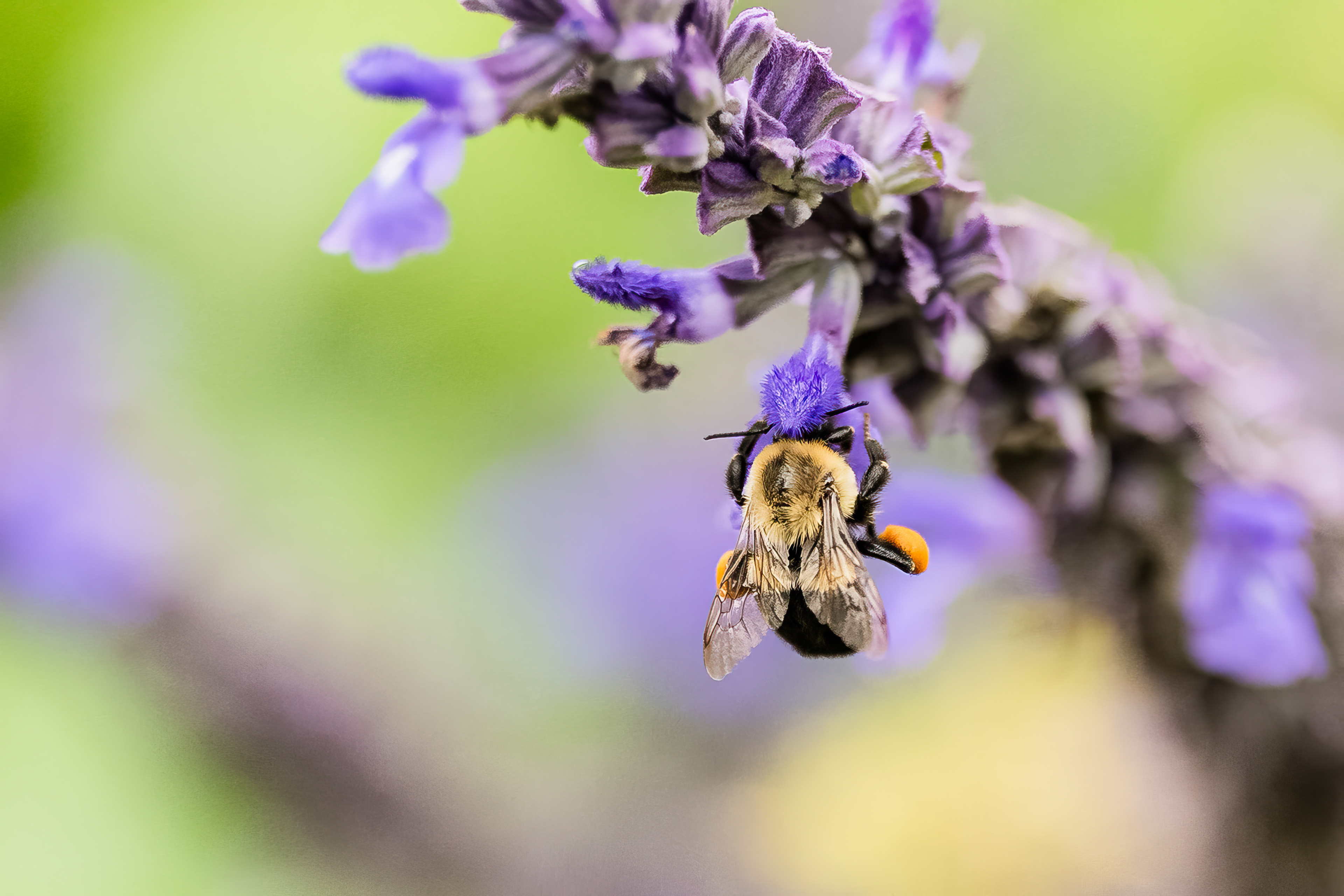 Fine art portrait of a bumble bee with it's head inside of a flower as it gathers nectar. 