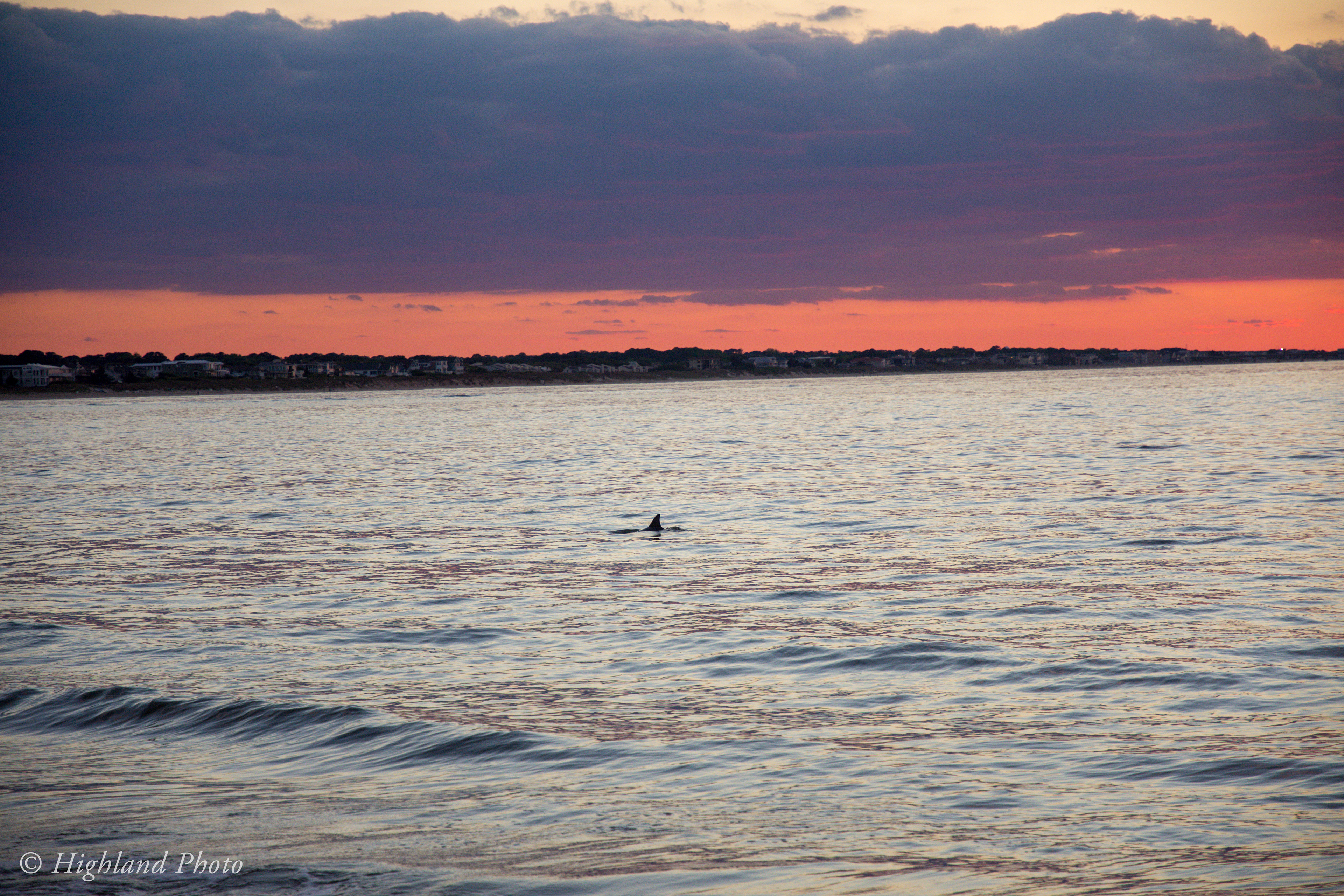 Dolphin At Sunset