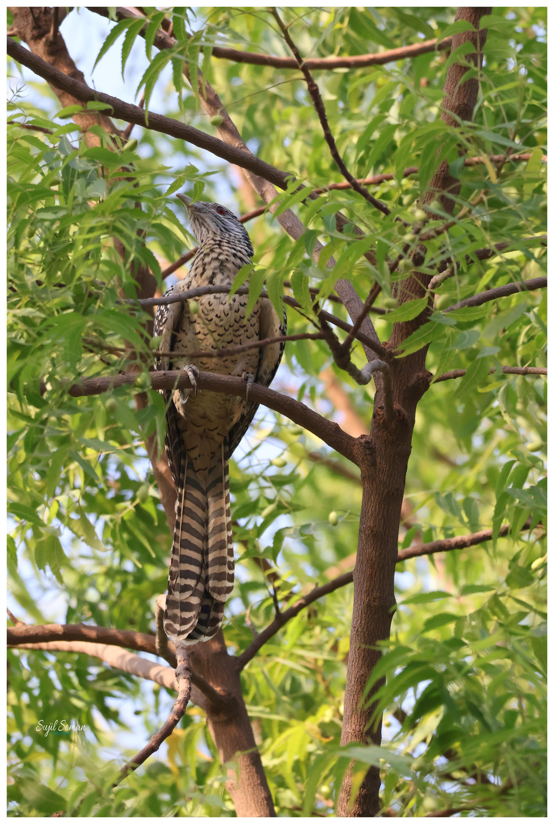 Female Koel
