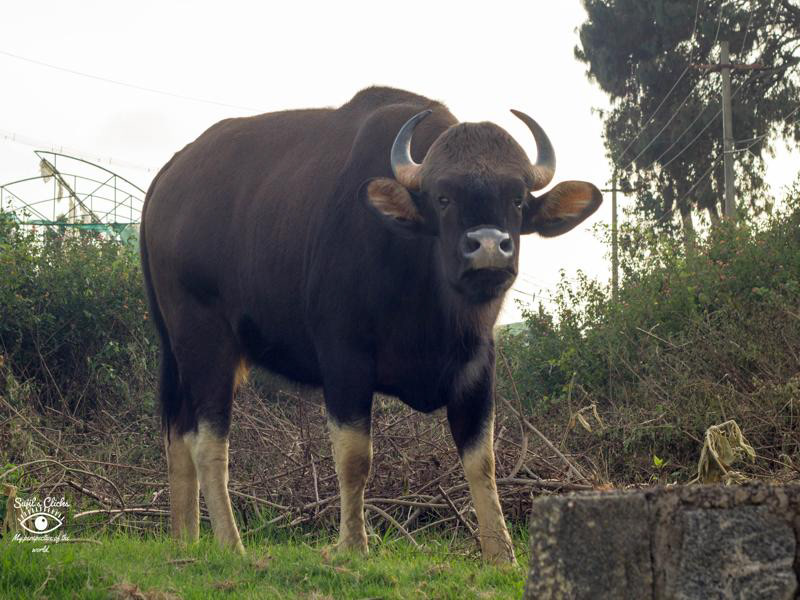 Bison, Ooty, Tamil Nadu