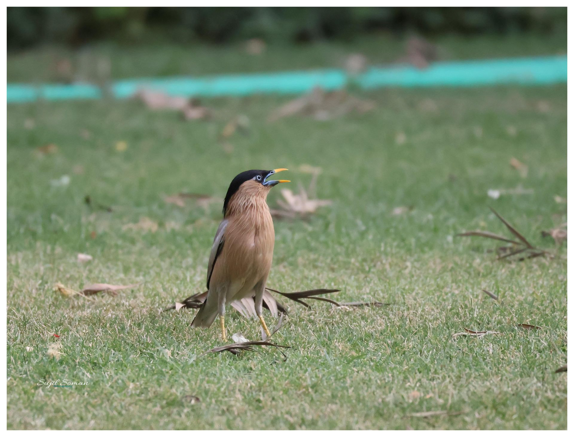 Brahminy Starling