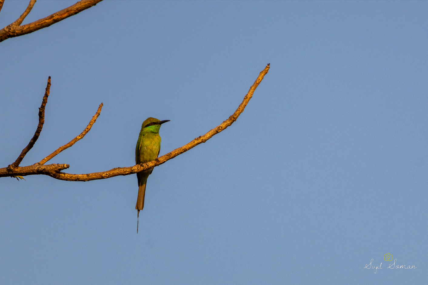 Lonely at the top - Asian Bee Eater - Navi Mumbai