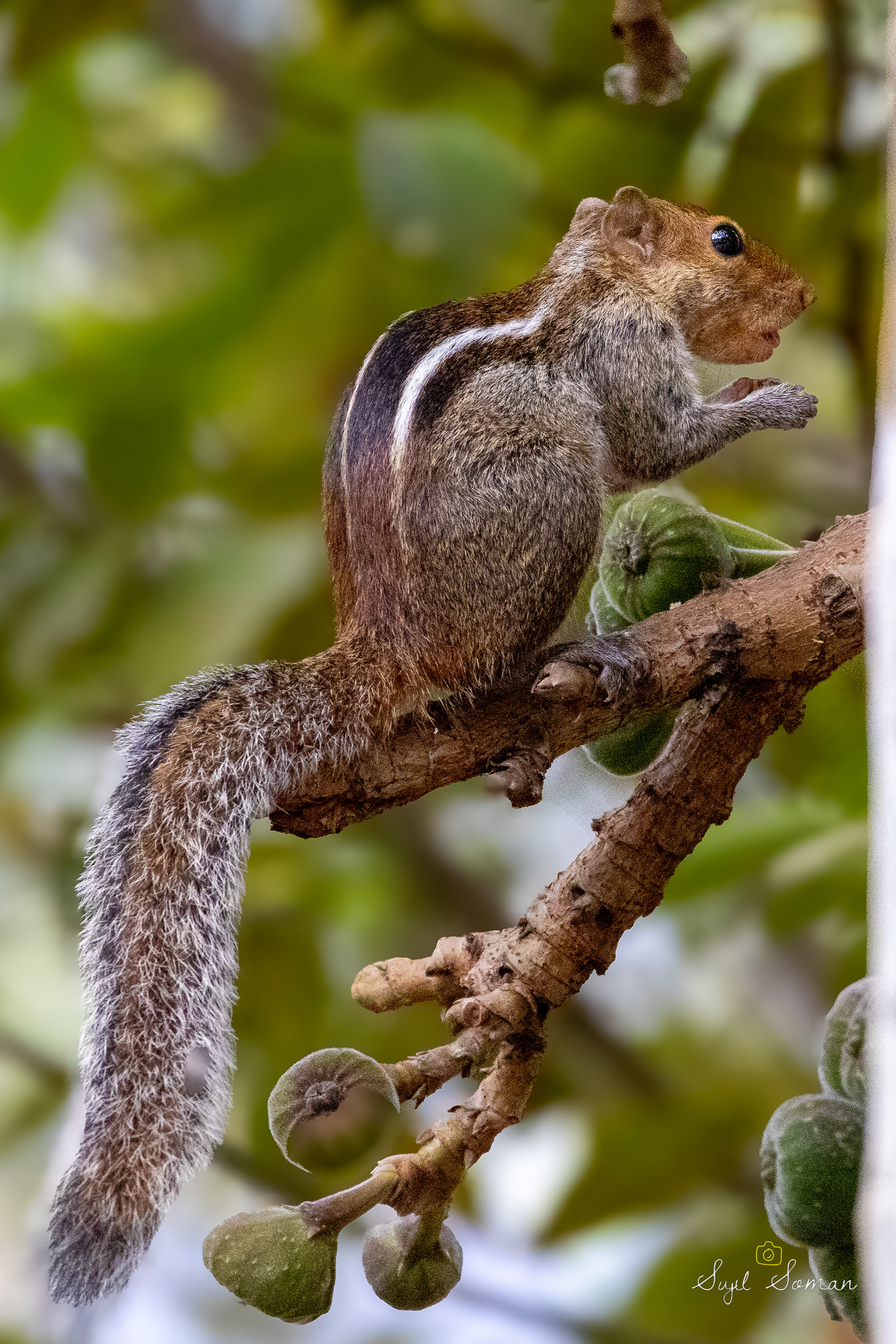 Squirrel on tree