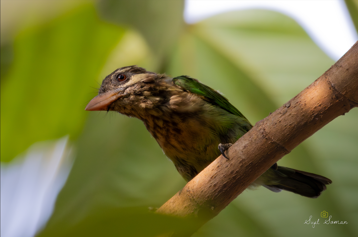 Small Green Barbet - shot at Vadakara, Kerala