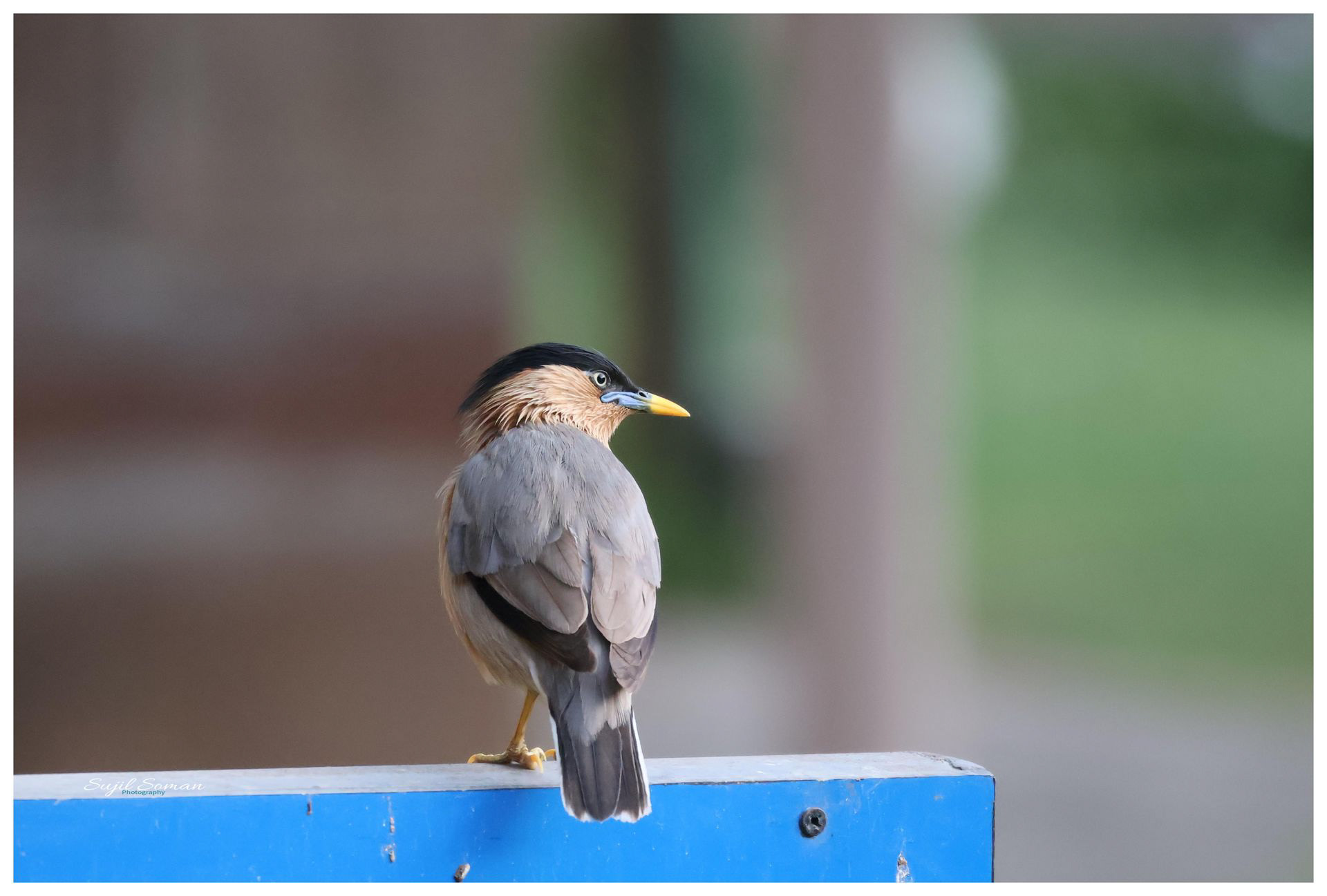 Brahminy Starling