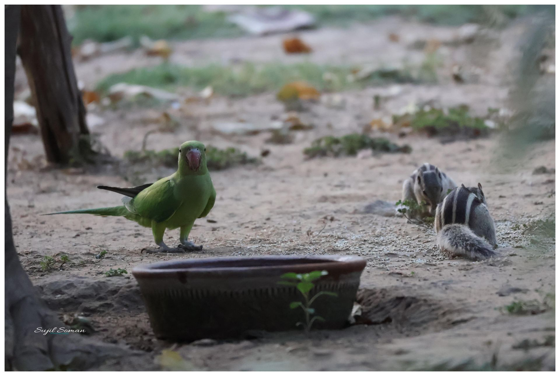 Parrot with her friends the Squirrell