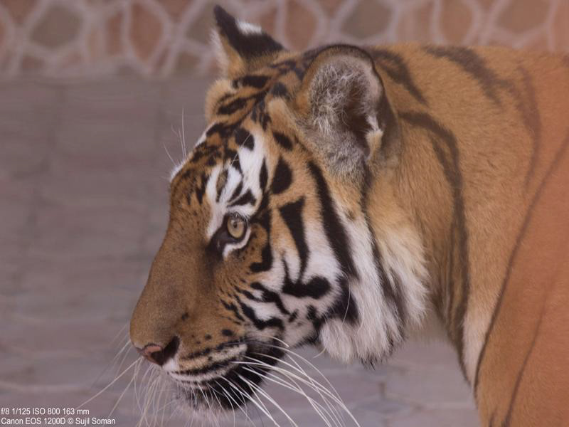 Tiger, Zoo in Oman