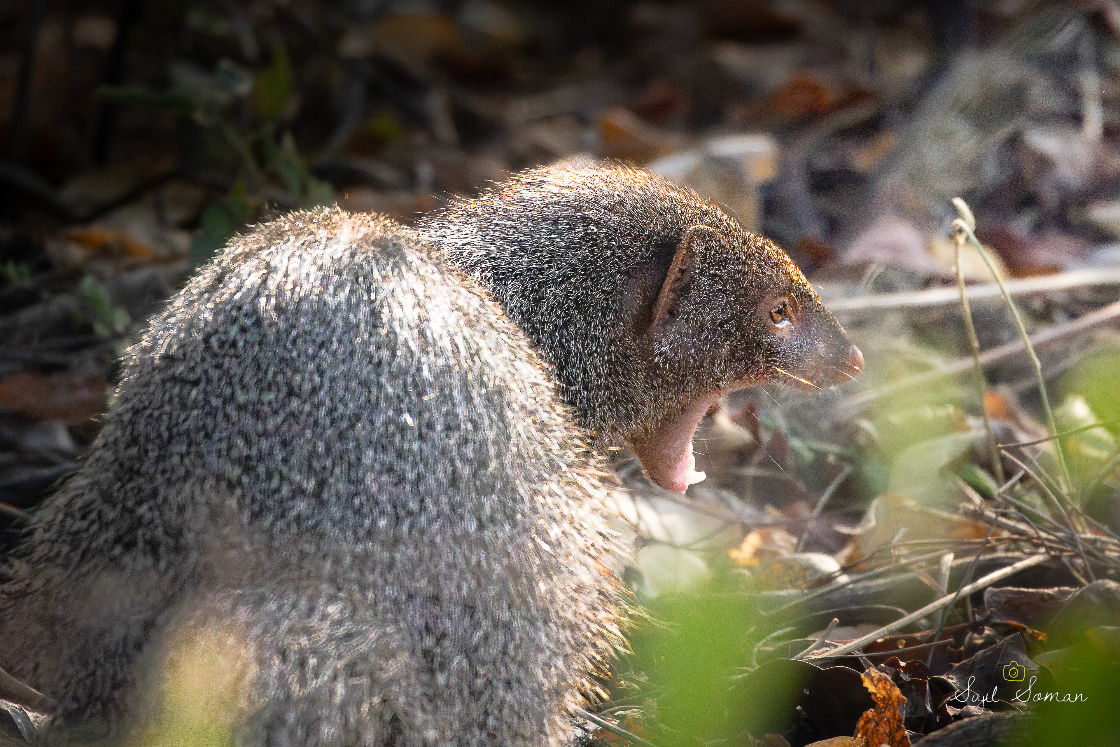 Mongoose yawning