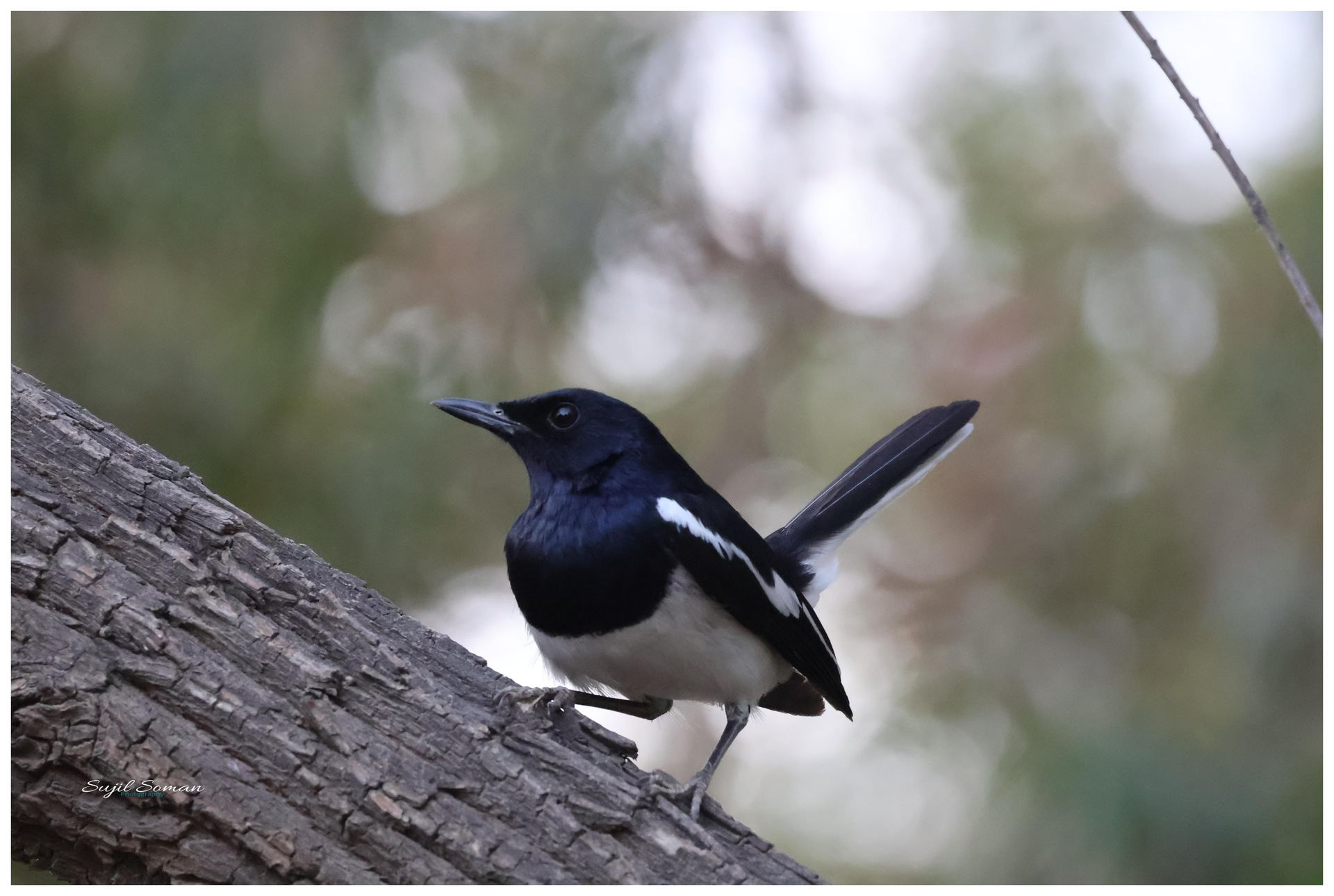 Oriental Magpie Robin