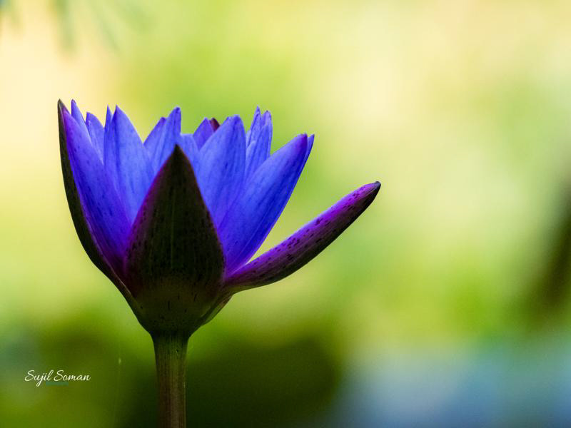 Blue Lilly, Mahad, Maharashtra