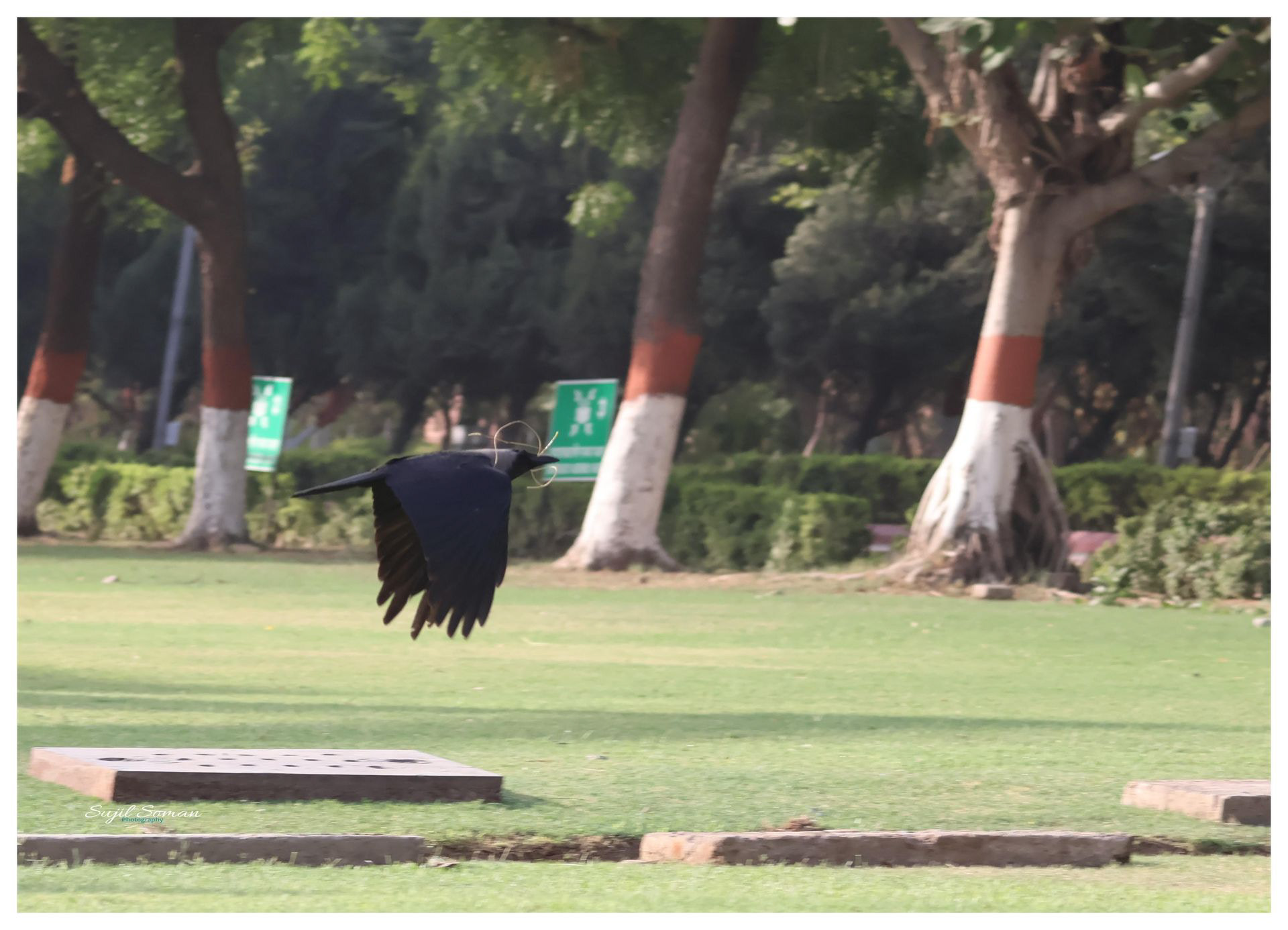A crow rushing to build her nest