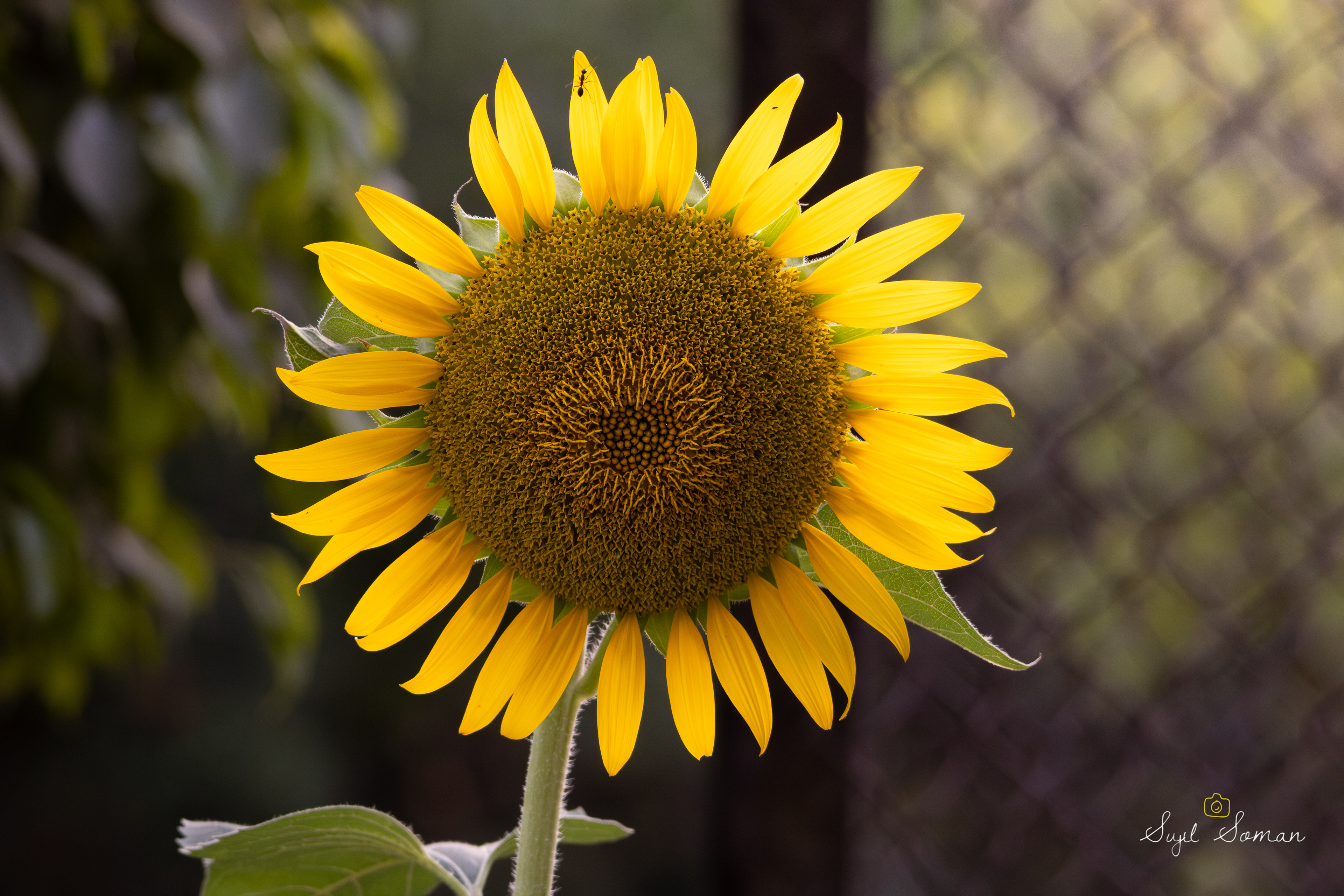 A sunflower, which seems to be oddly looking slightly away from the sun and hence side lit. And there is an ant on the tip who thinks he has conquered the sunflower not realizing its just the tip.