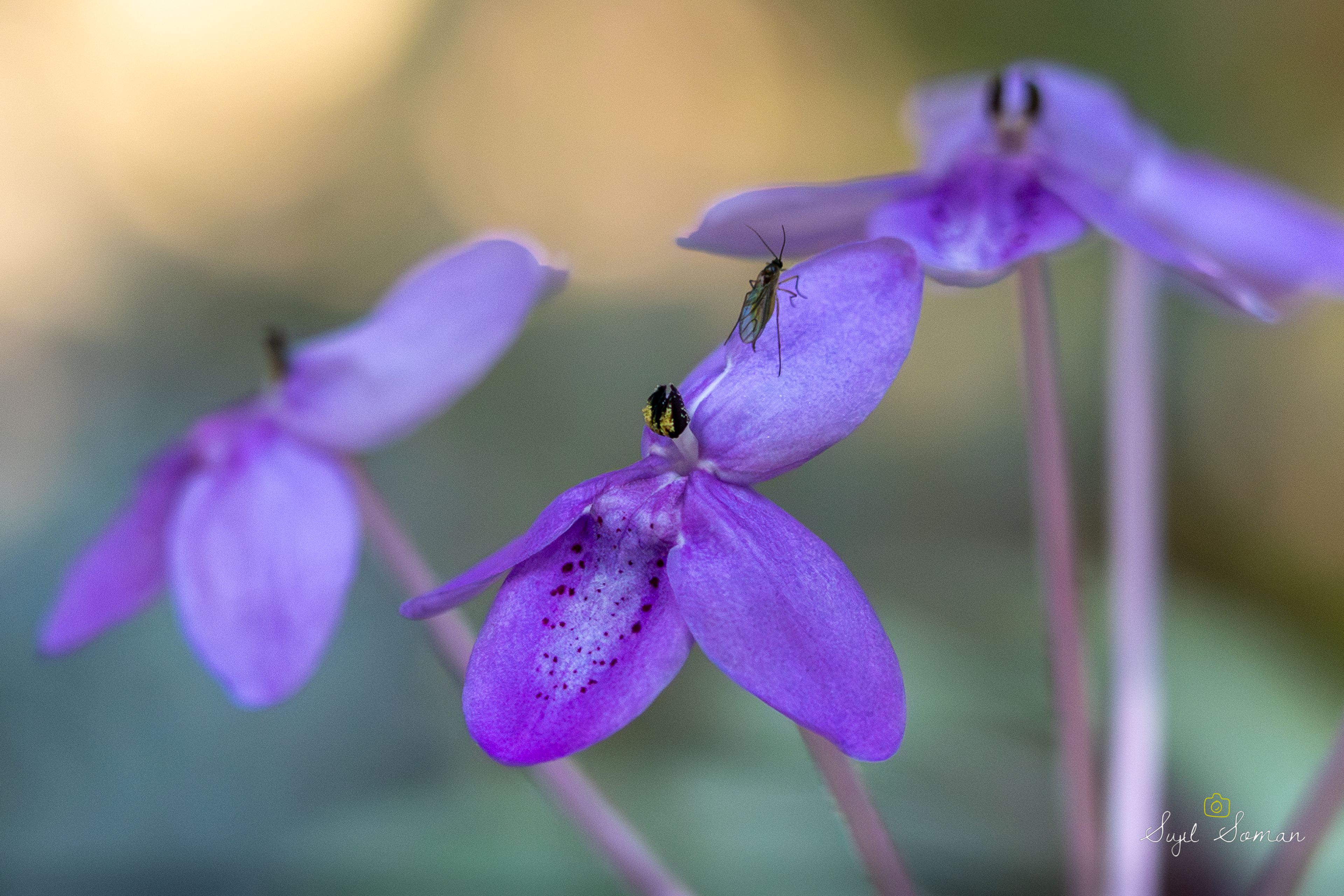 Nature’s smallest stages hold the greatest dramas. A tiny visitor rests on a wild orchid, reminding us of the delicate connections in the natural world.