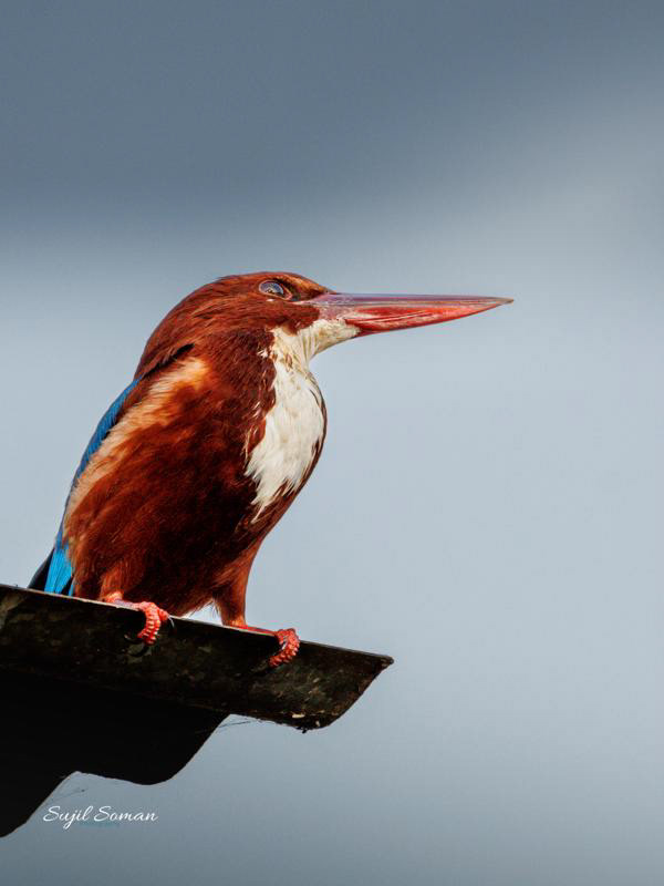 I rule the world & I know it!!! White throated kingfisher