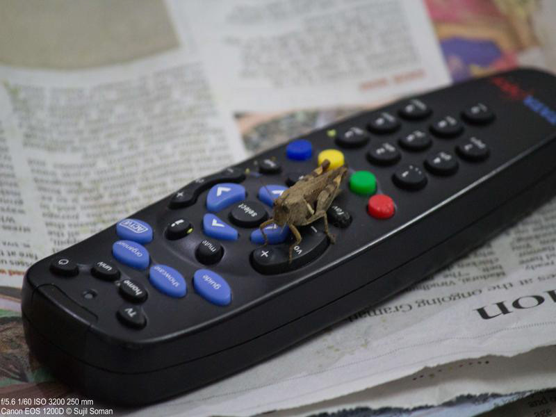 A cricket looking to reduce the TV volume, Coimbatore, Tamil Nadu