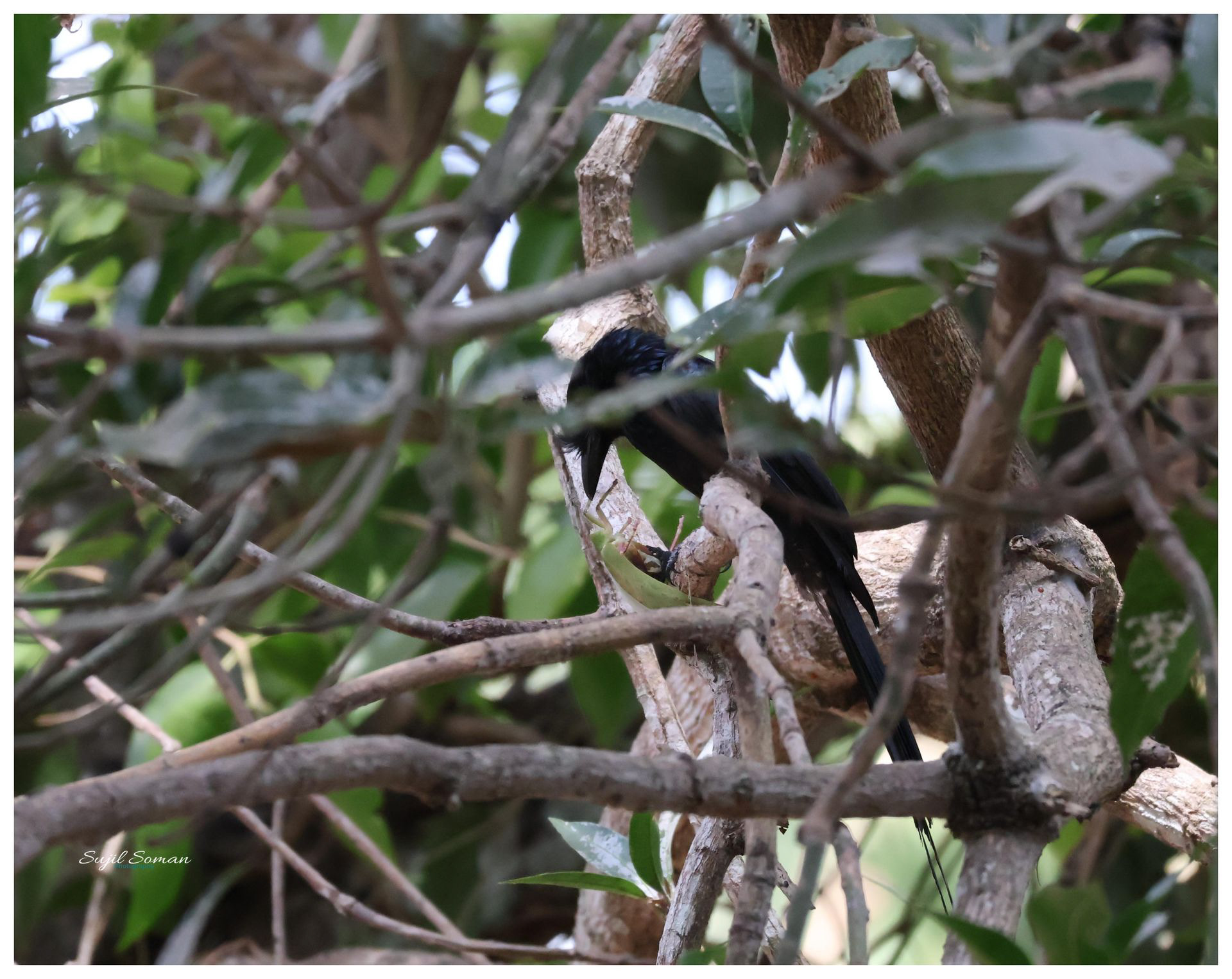 Black Drongo having a meal of a grass hopper