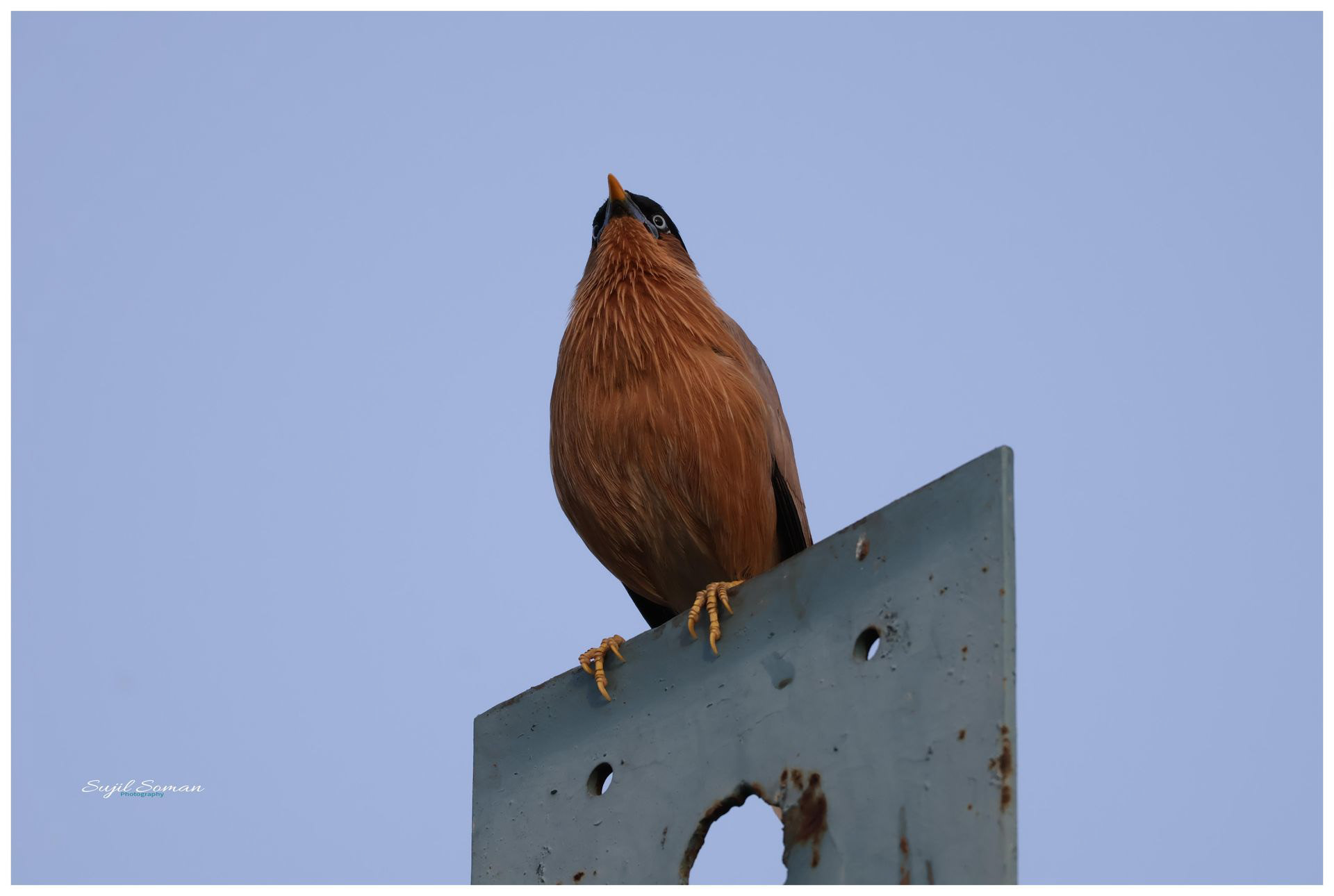 Brahminy Starling