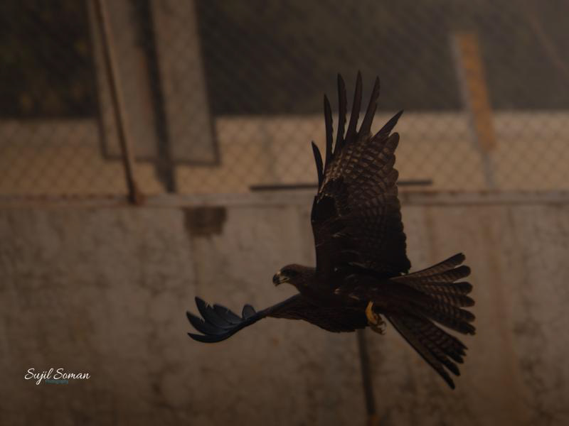 I soar high to reach the sky