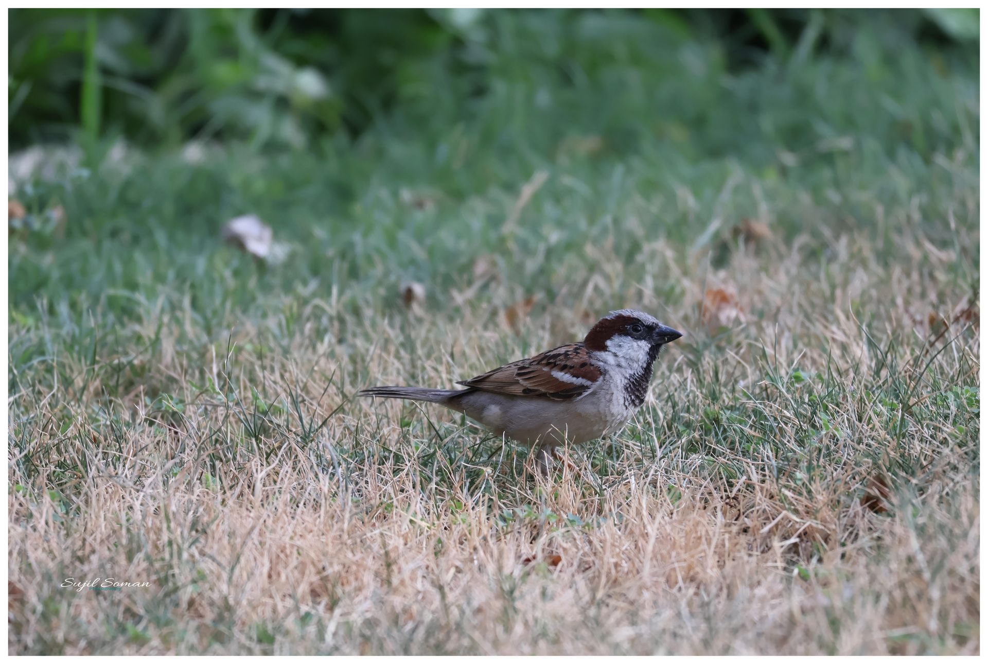 House Sparrow