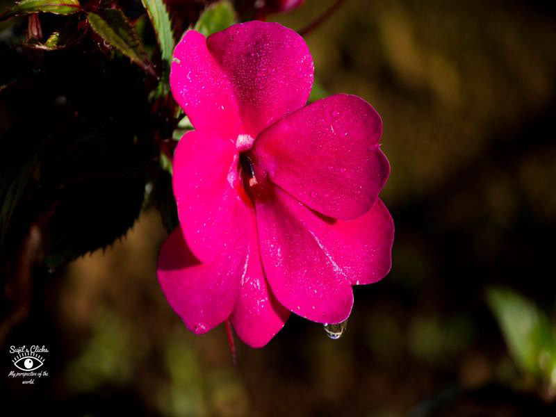 Dew drops dripping from a flower, Ooty, Tamil Nadu