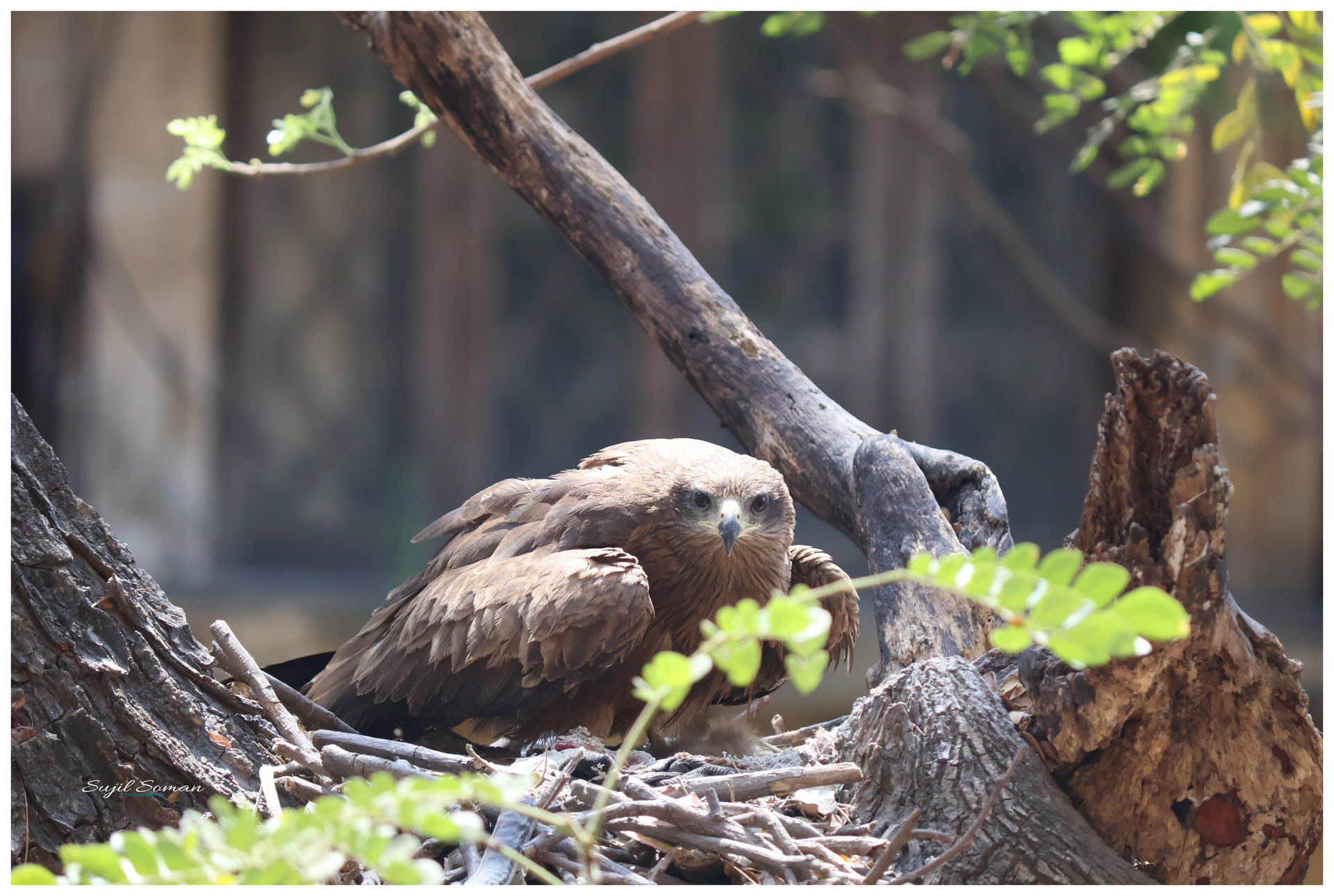 Mom in protective mood