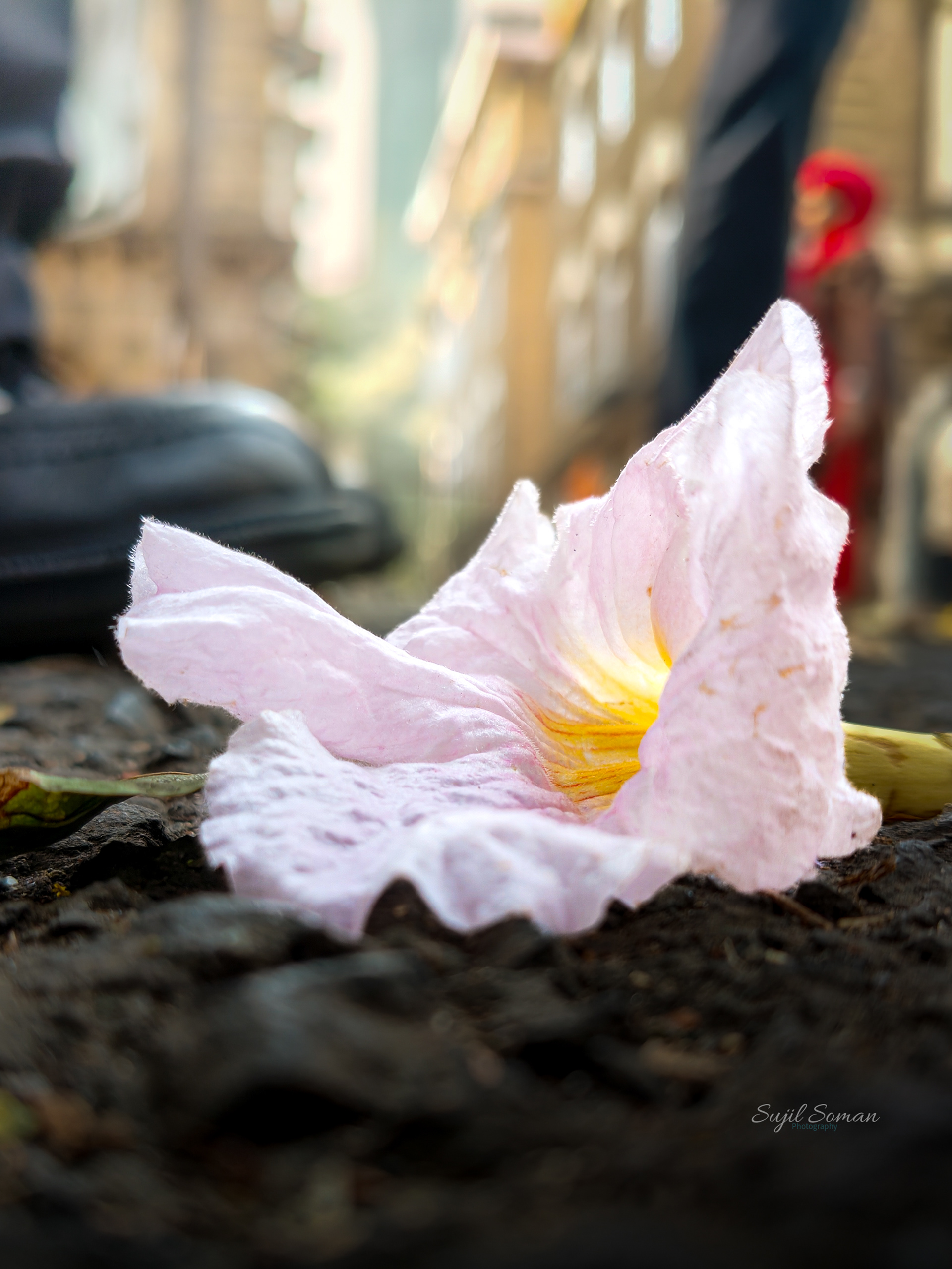 Taken at Ballard Estate Mumbai. The photo is an intriguing mix of elements the fallen flower, the boot, the lady in red, the road texture and the vintage buildings in the background. Would love to read any poetry inspired by the image.