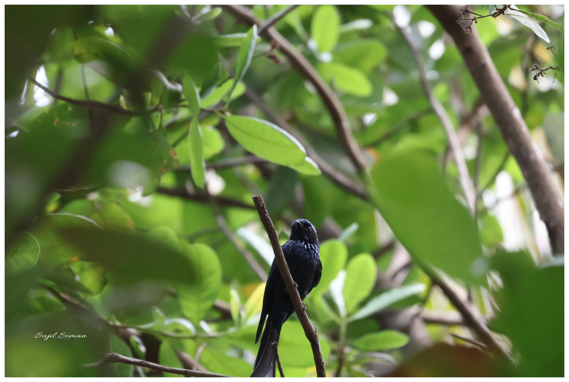 Black Drongo