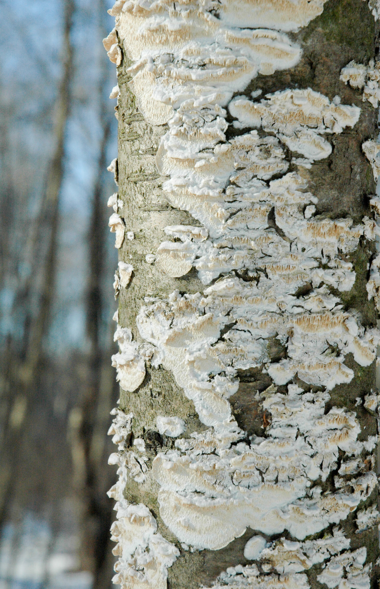 © Melanie H. Brothers Photographymelanie@tmbrothersstudio.comwww.tmbrothersstudio.com• All Rights Reserved •  Croping, Copying or Publishing without Consent is Against Copyright • Sharing is greatly appreciated with tags and text attached for proper credit to venues and models •