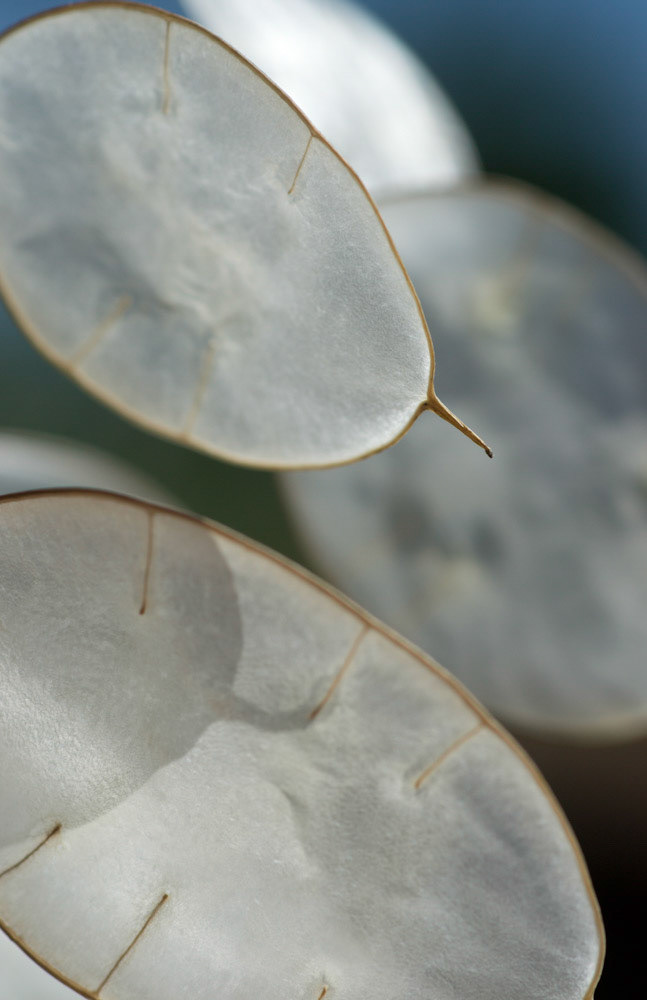 It's amazing the beauty all around us that we take so much for granted!