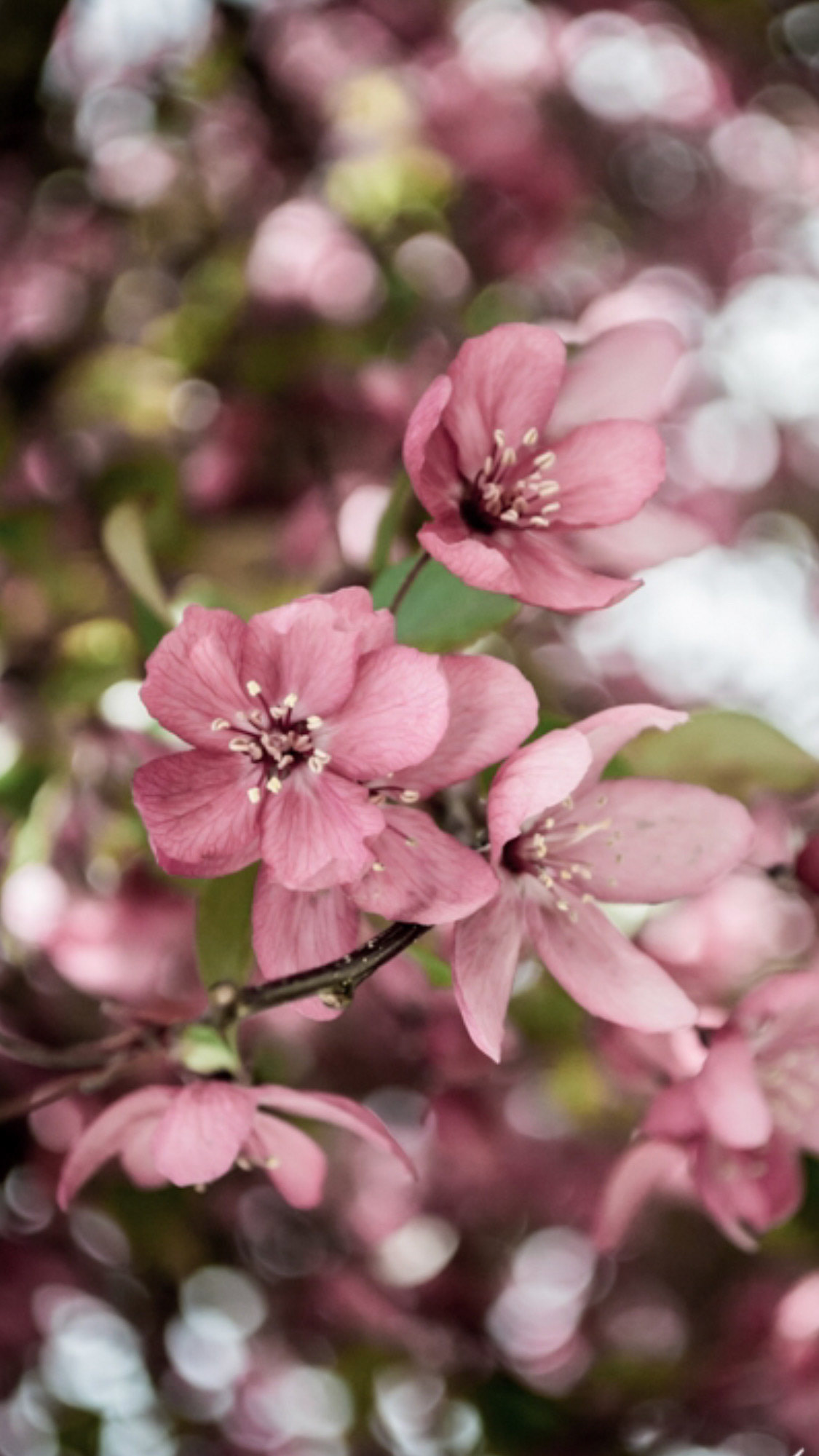 A trip to the KIA!  © Melanie H. Brothers Photography All Rights Reserved Do Not Crop, Copy or Publish Without Permissions  For prints, modeling opportunities, or commissions and publishing inquiries, please email me at: mhbros2@icloud.com!