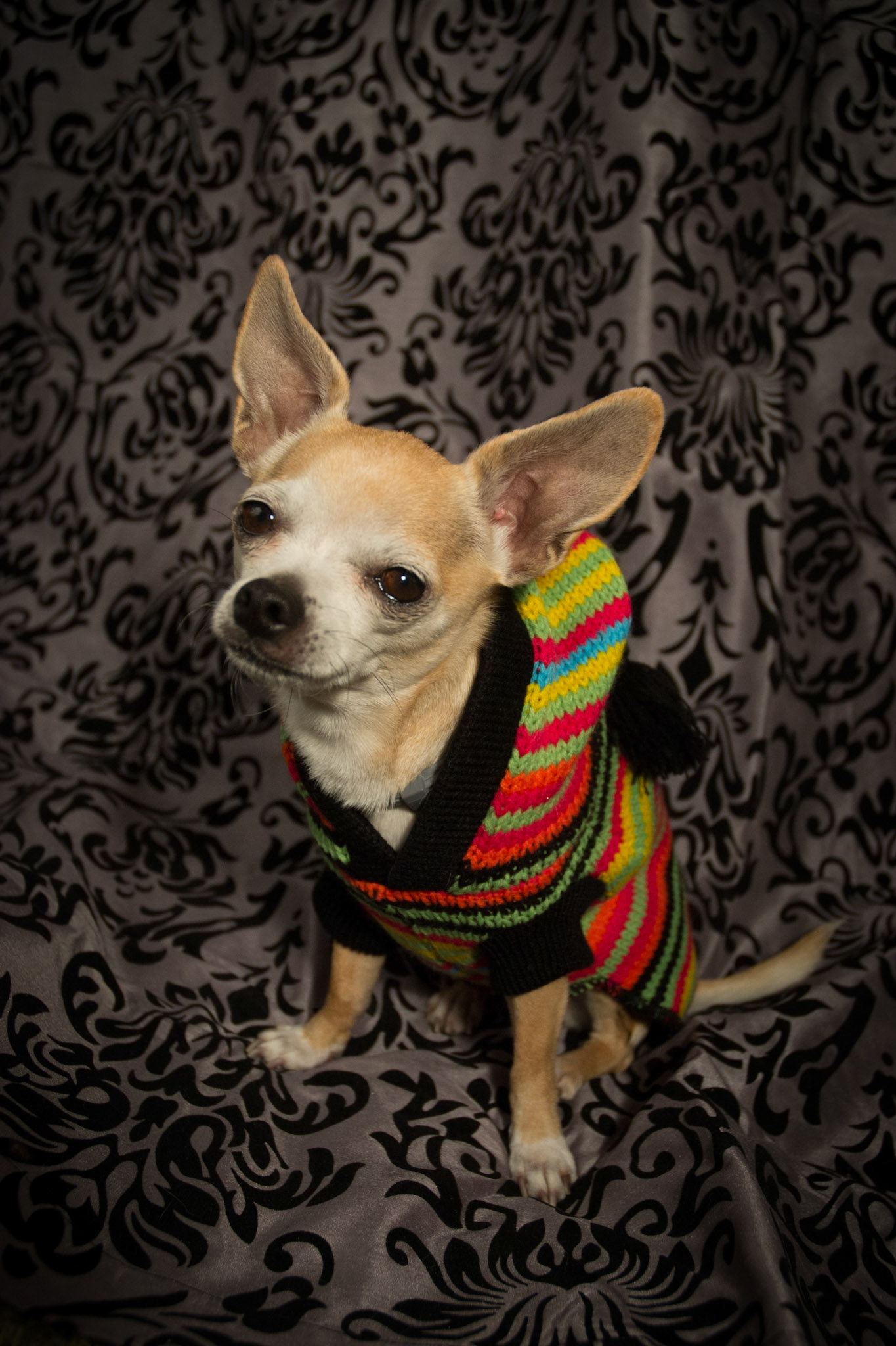 Our little rasta Maize!