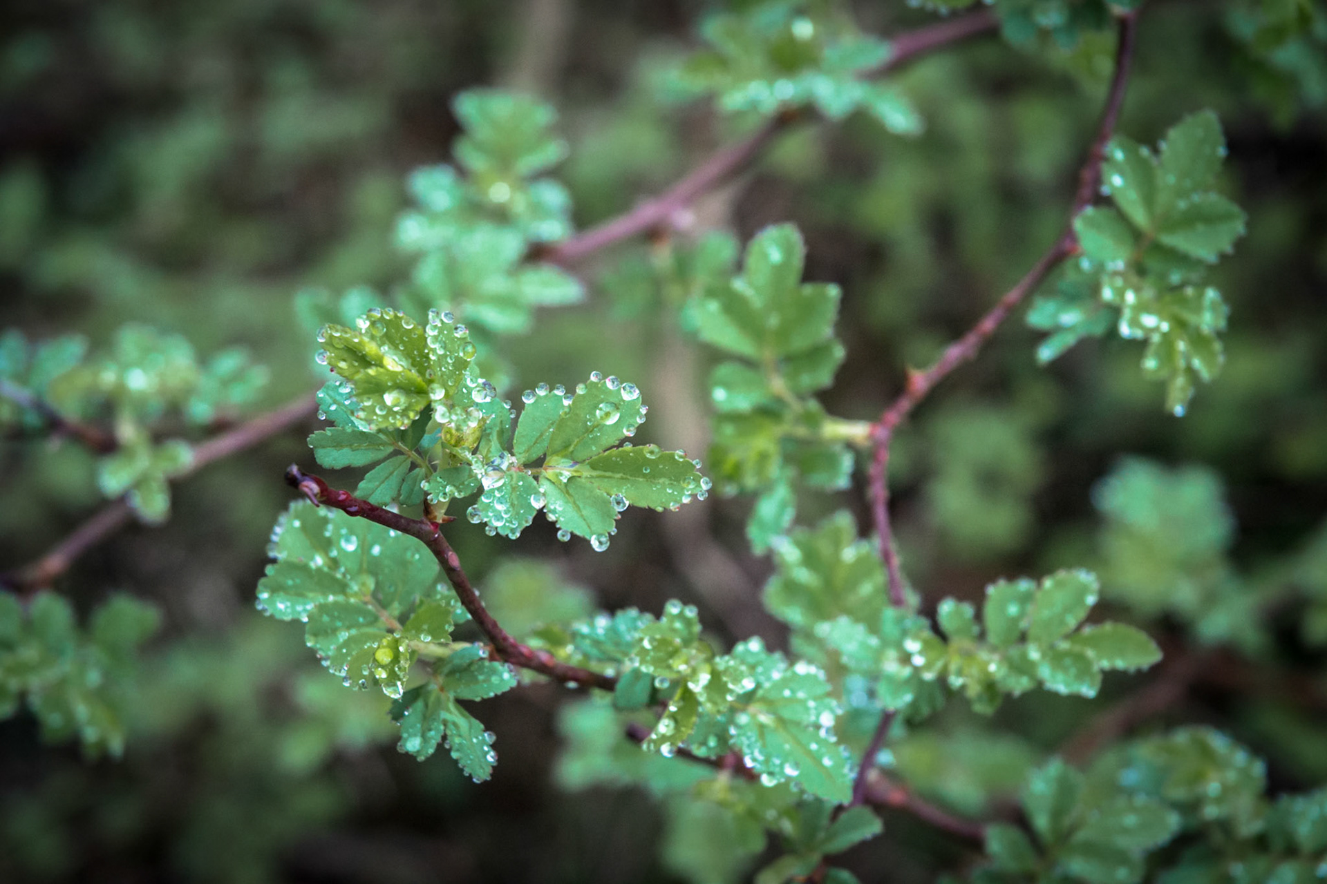 Foggy morning shoot.
