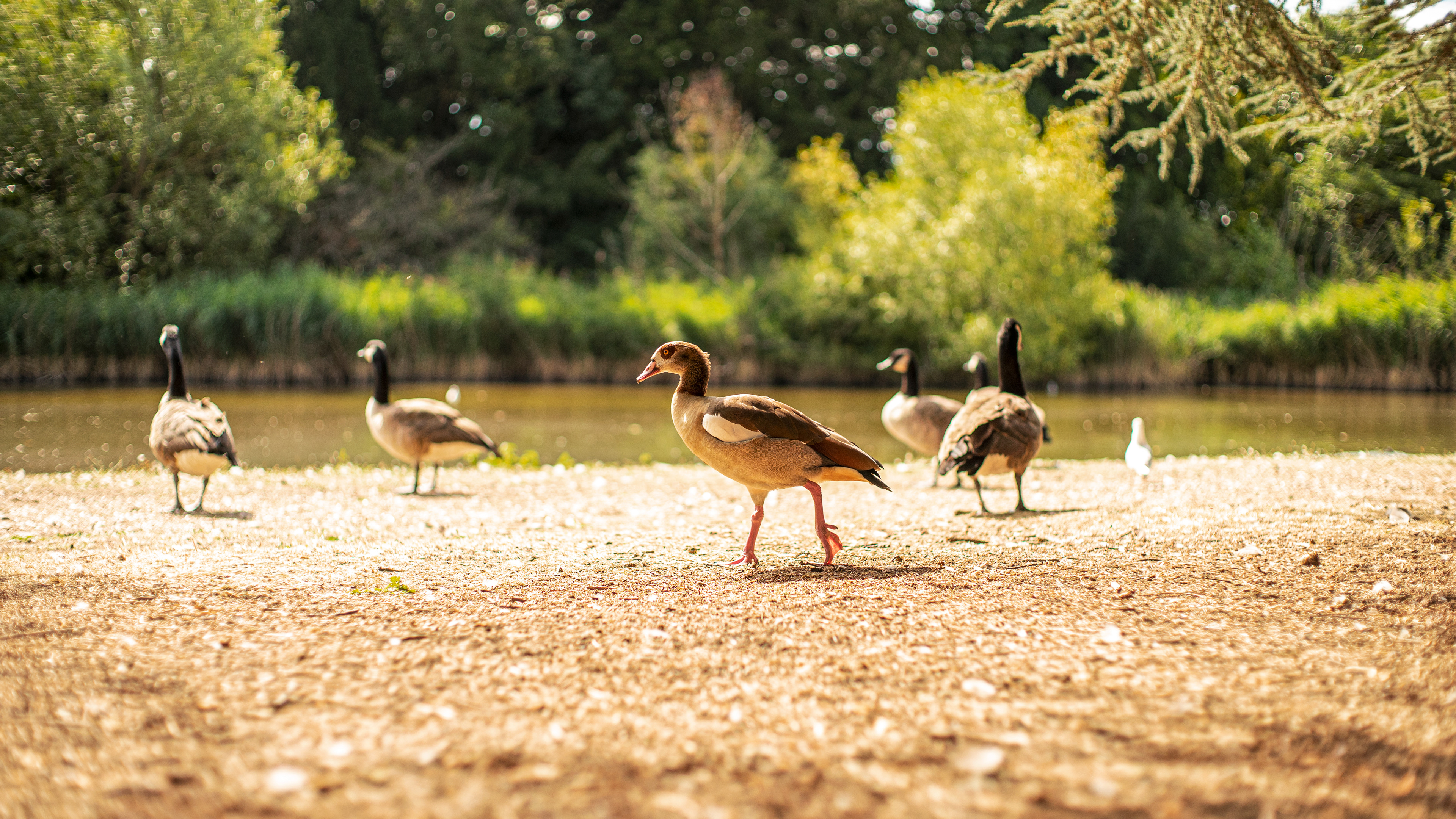 Location: London, Osterley Park, United Kingdom (2020)