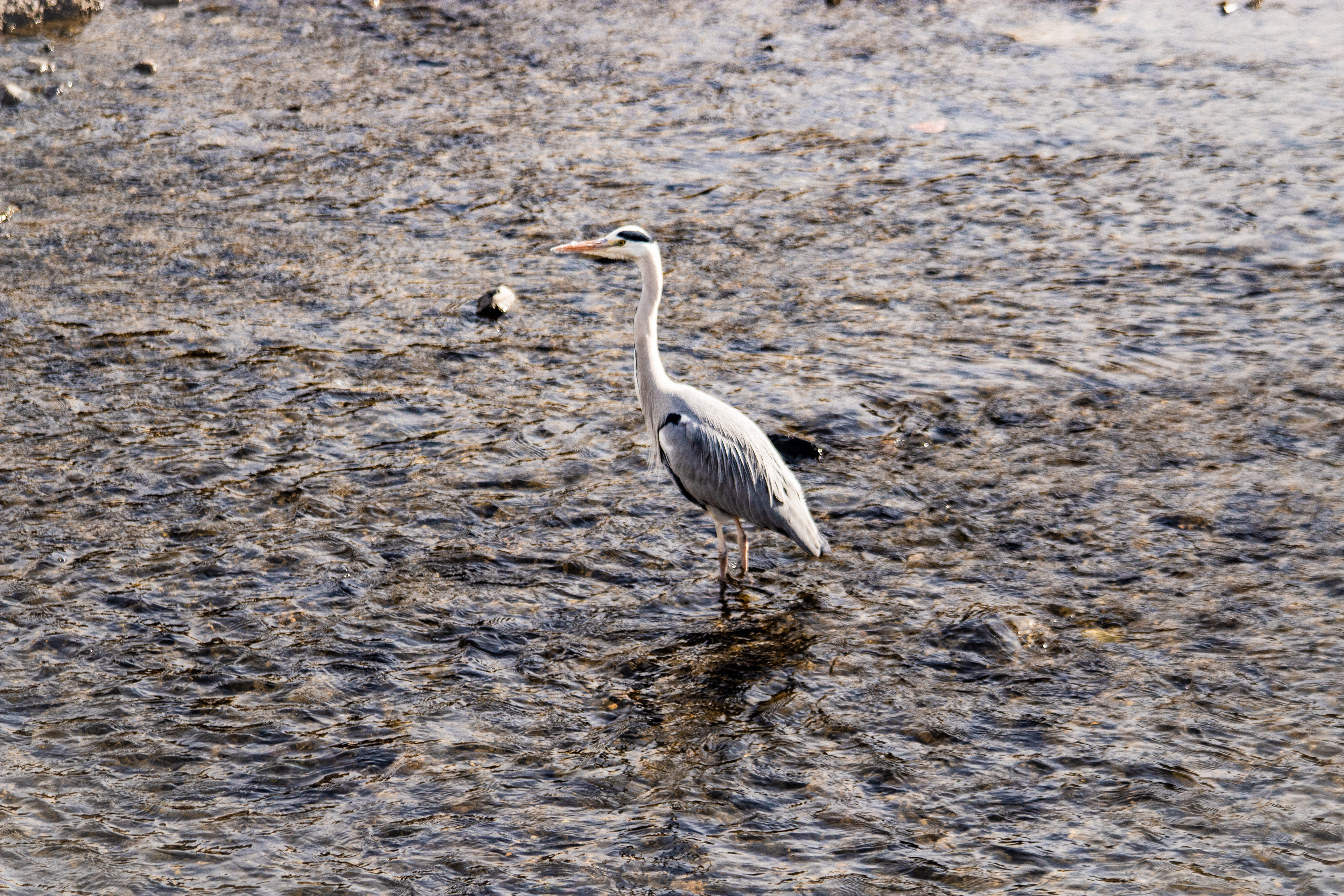 Location: Kyoto, Kamo River, Japan (2018)