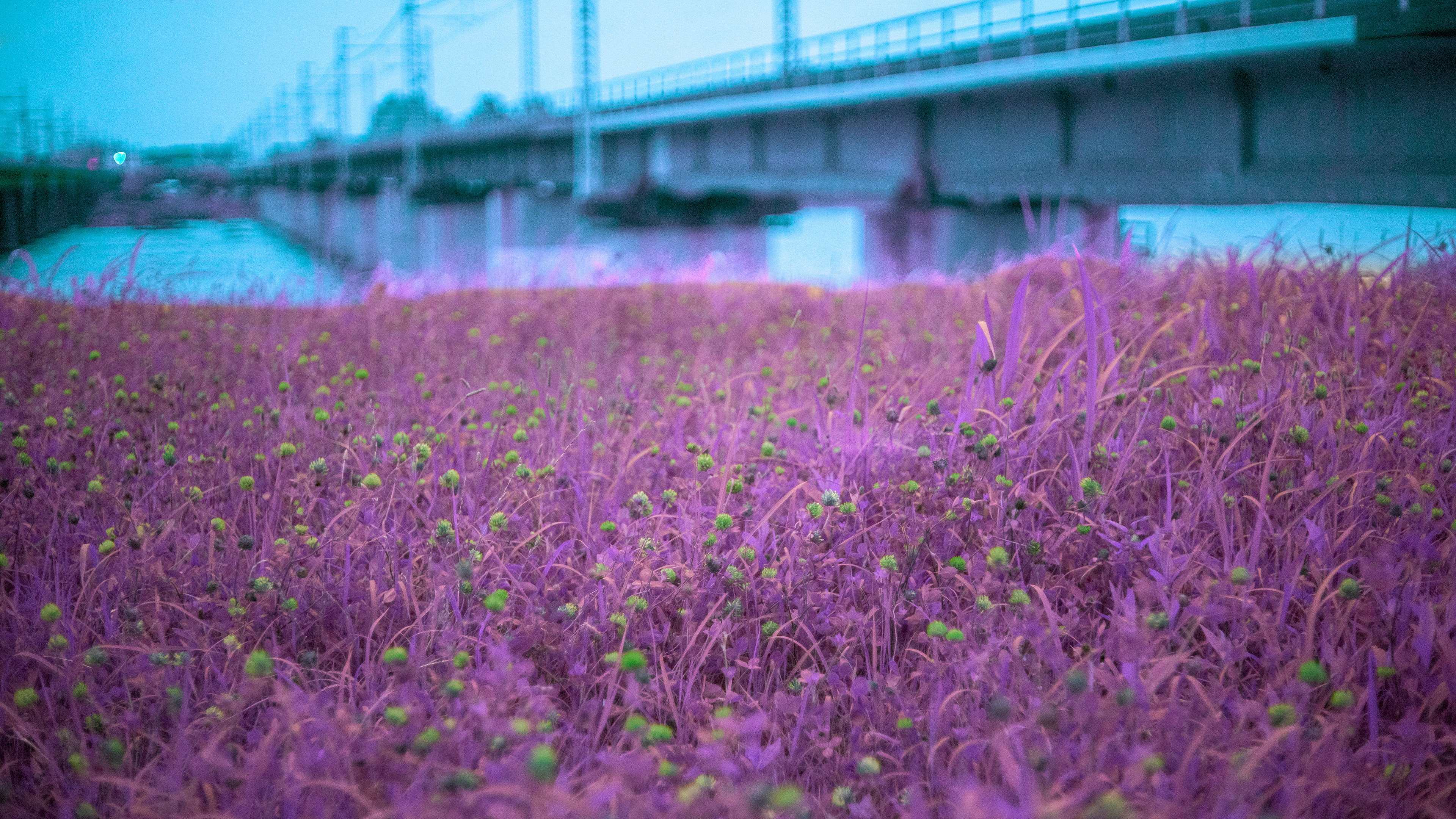 Location: Kanagawa, Hiratsuka, Japan (2019)