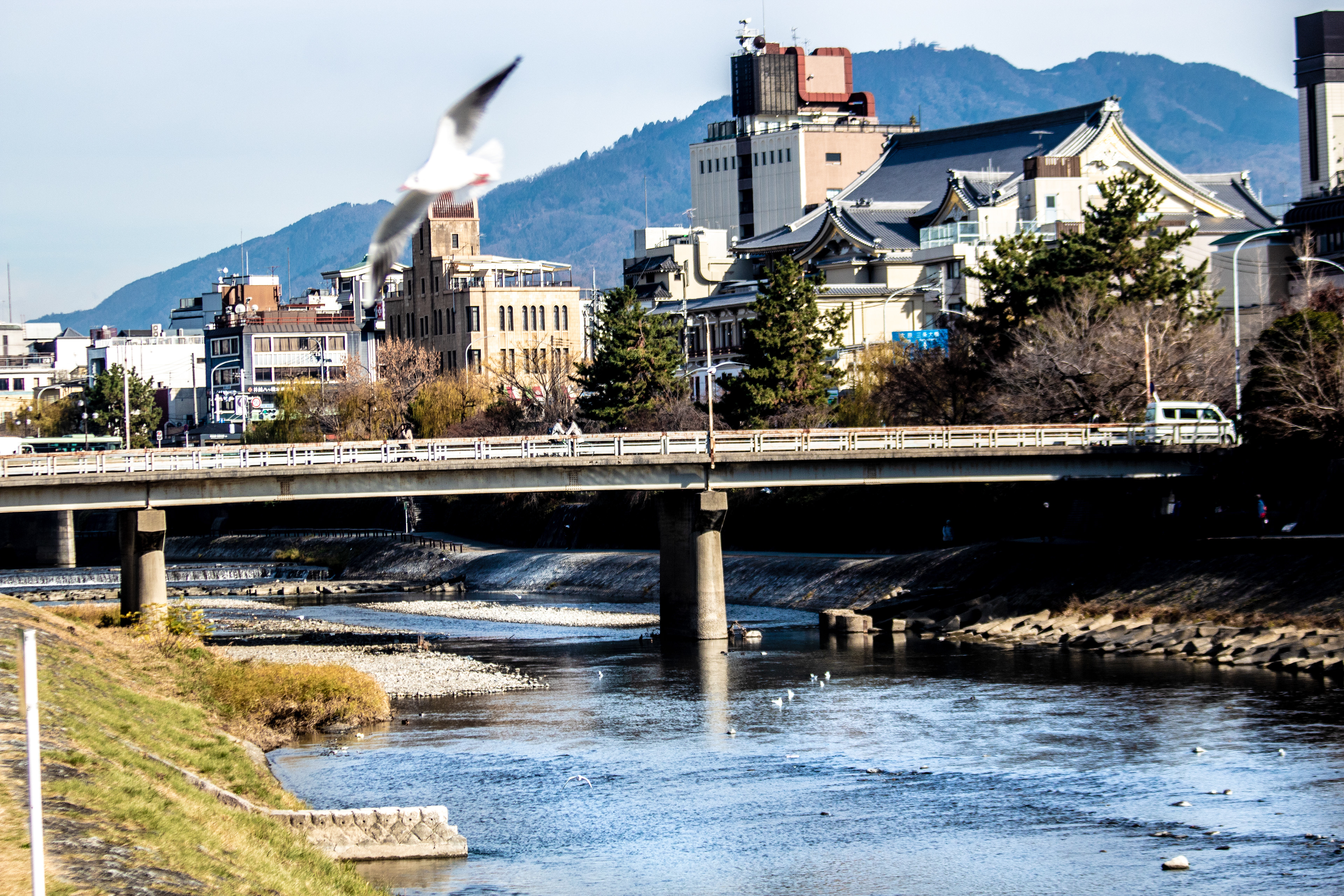 Location: Kyoto, Kamo River, Japan (2018)