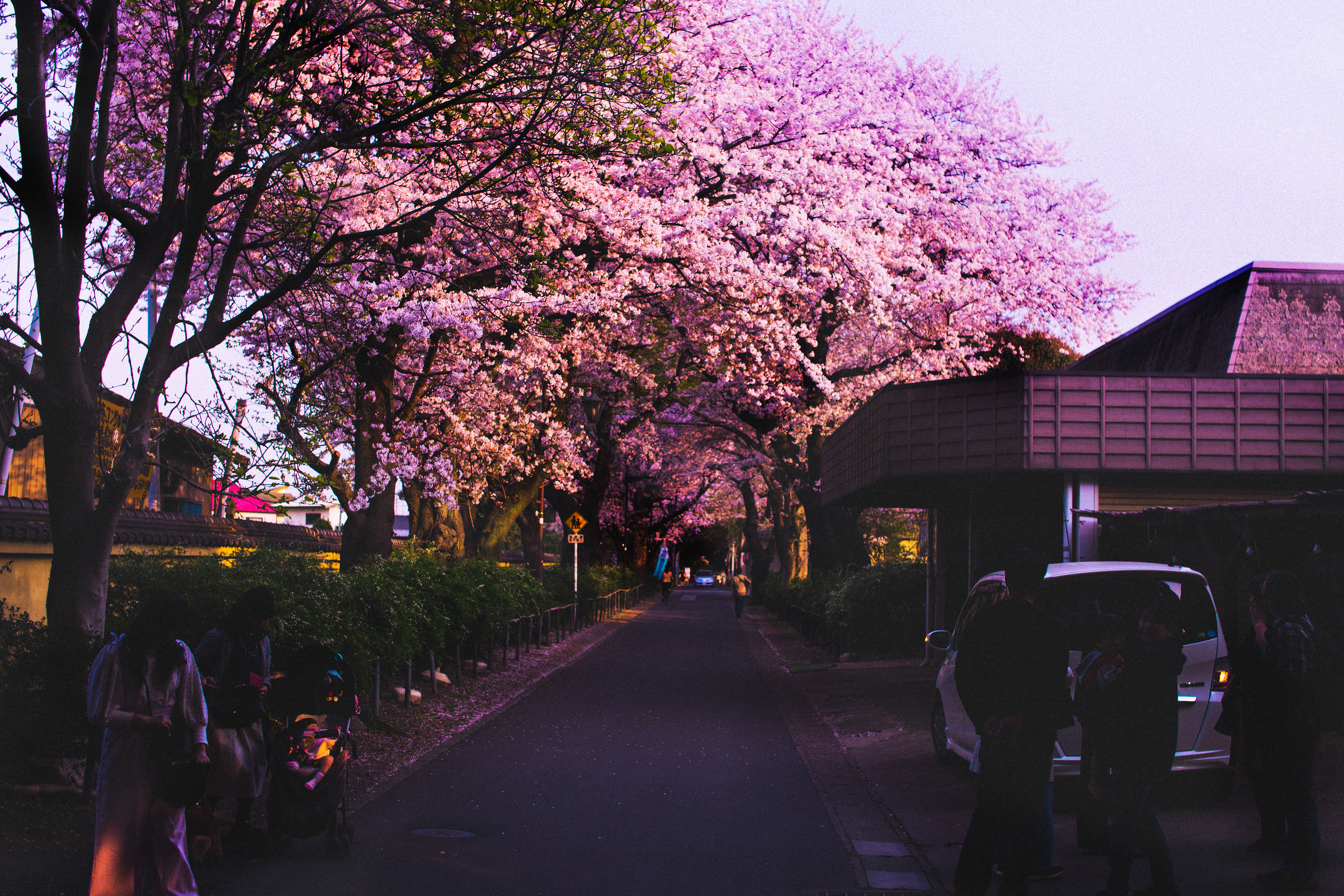 Location: Chiba, Hondo-ji Temple, Japan (2019)