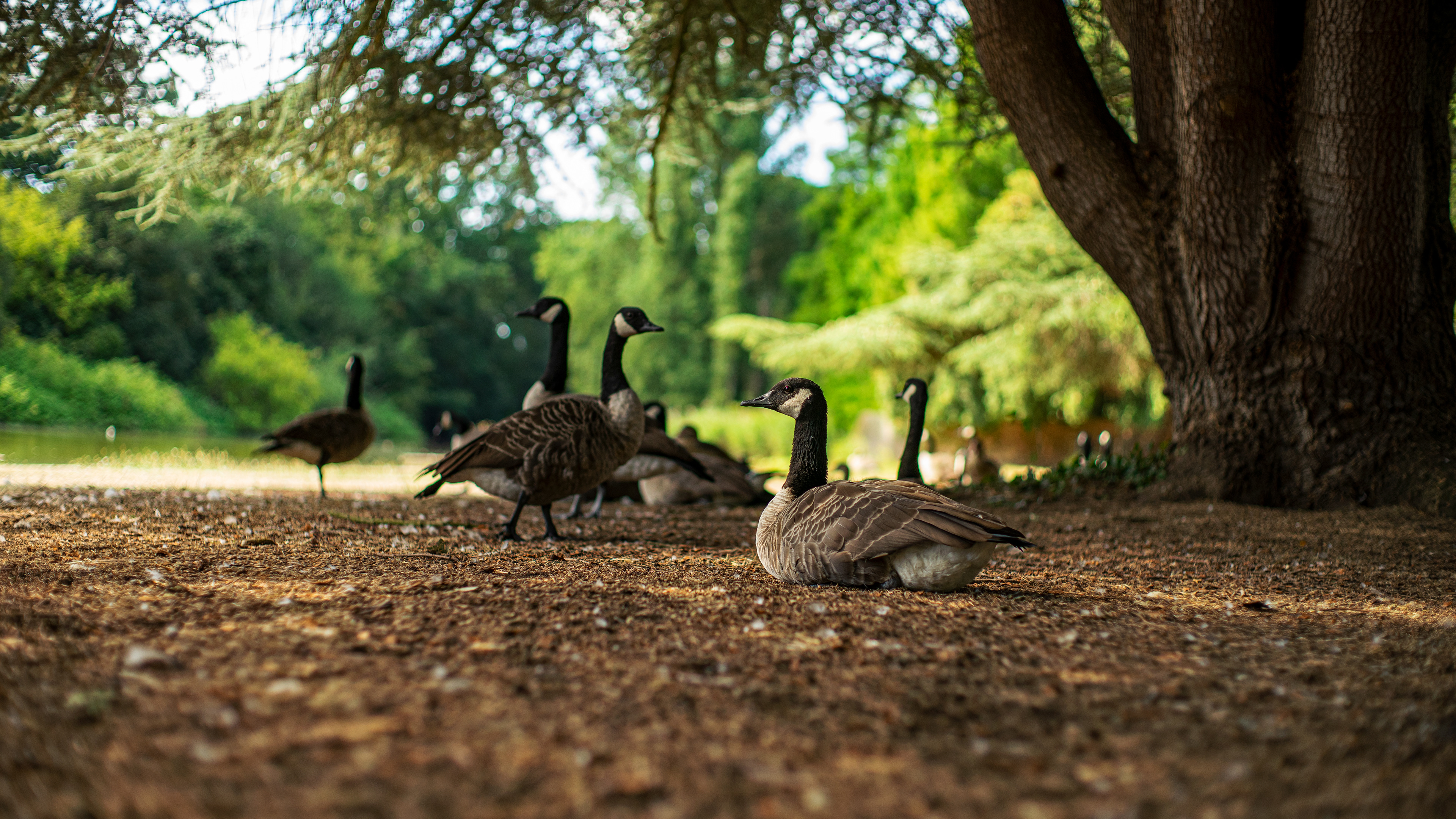 Location: London, Osterley Park, United Kingdom (2020)