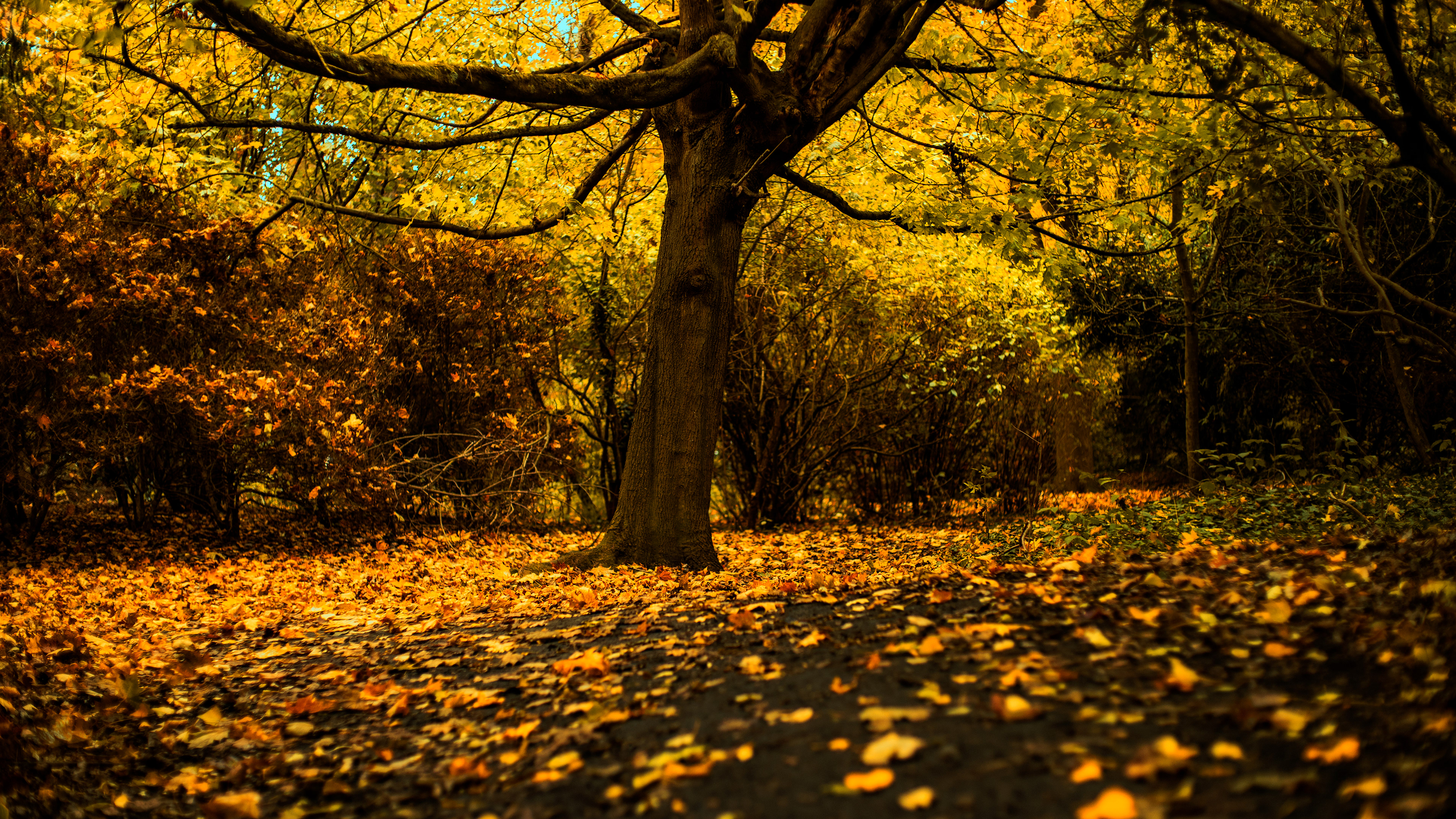 Location: London, Osterley Park, United Kingdom (2020)