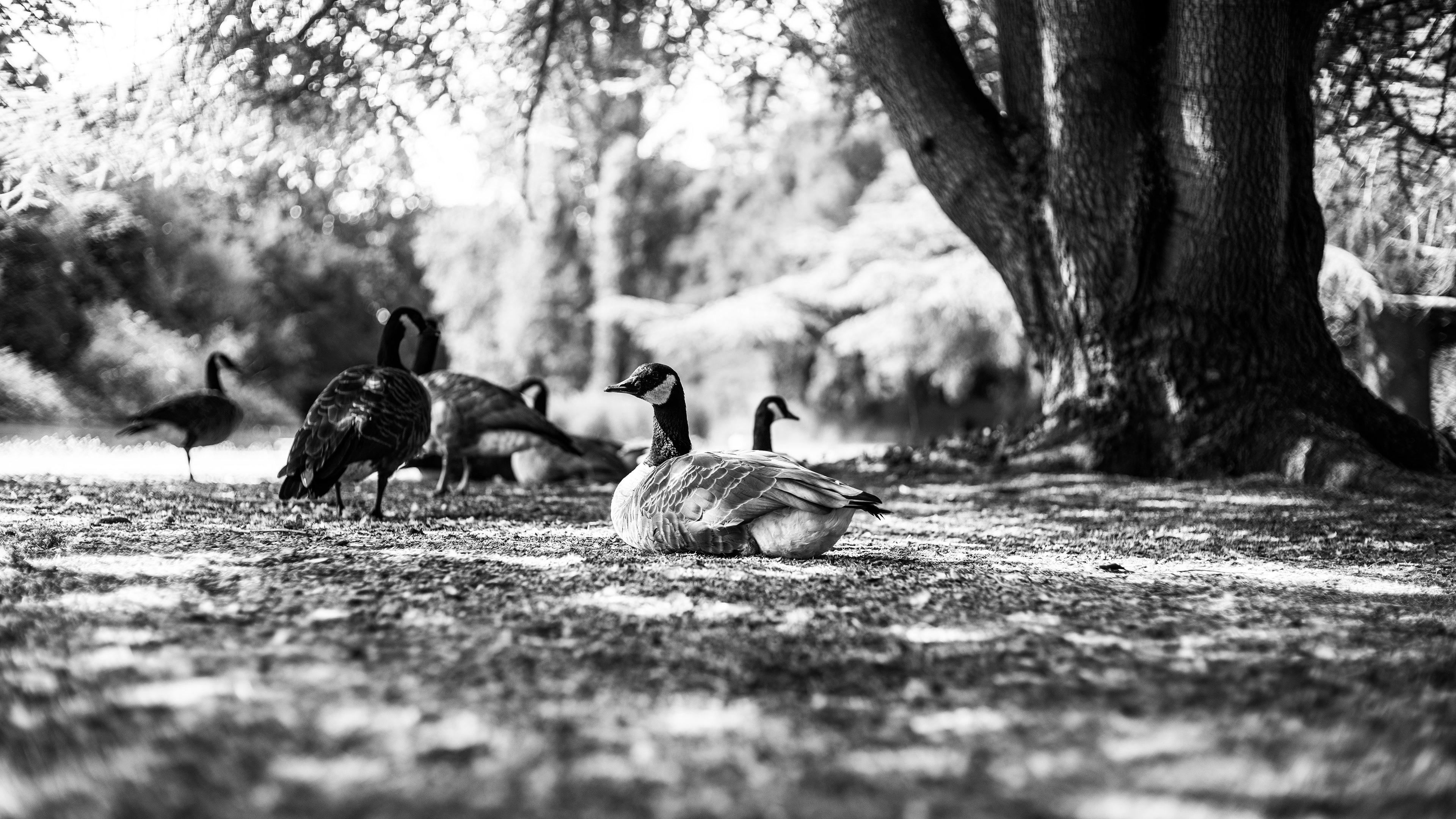 Location: London, Osterley Park, United Kingdom (2020)