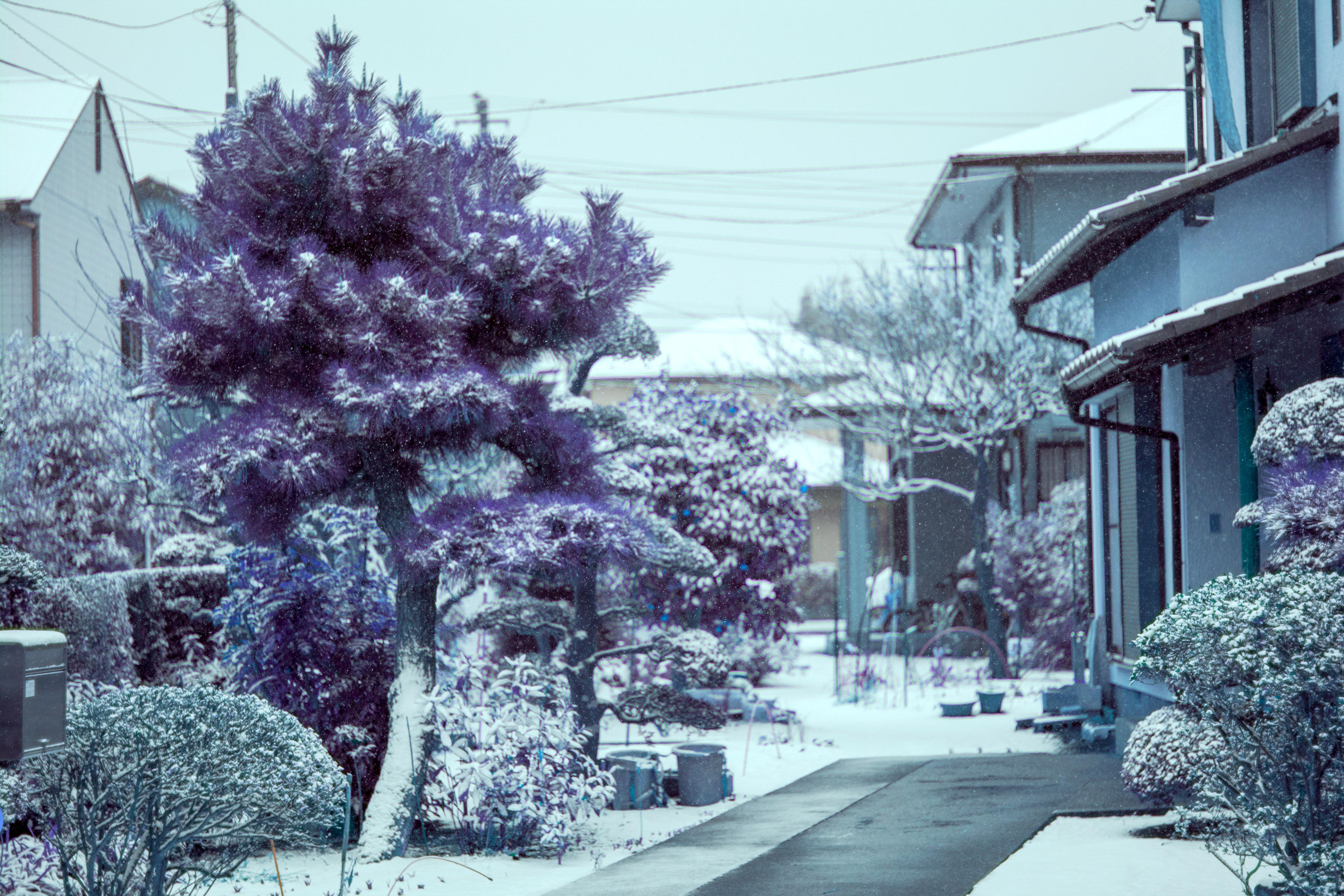 Location: Chiba, Kamagaya (2019)
