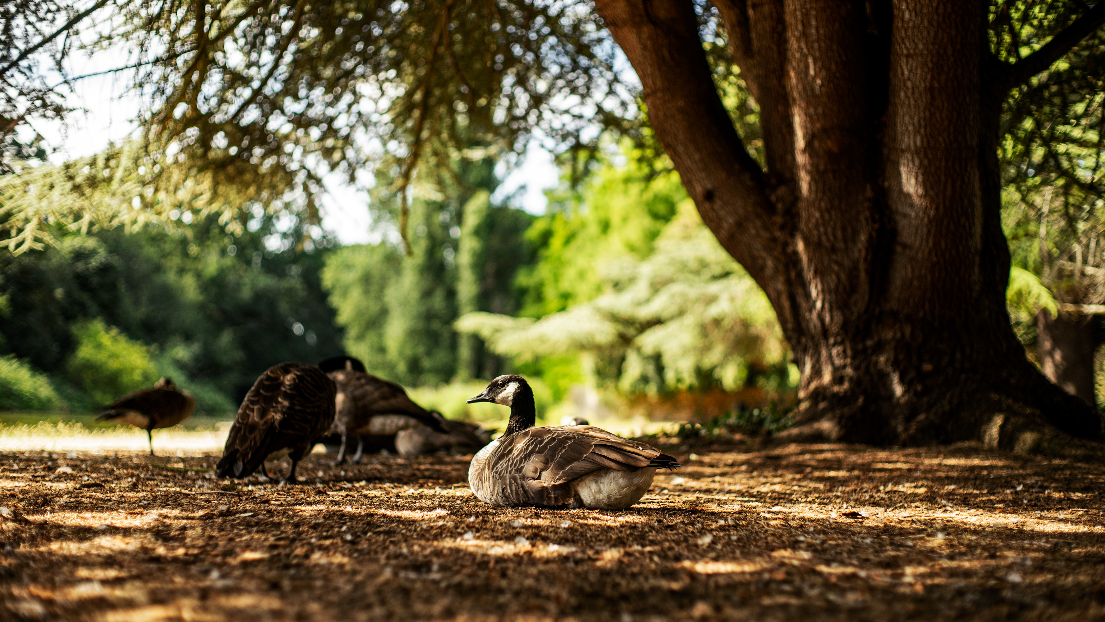 Location: London, Osterley Park, United Kingdom (2020)