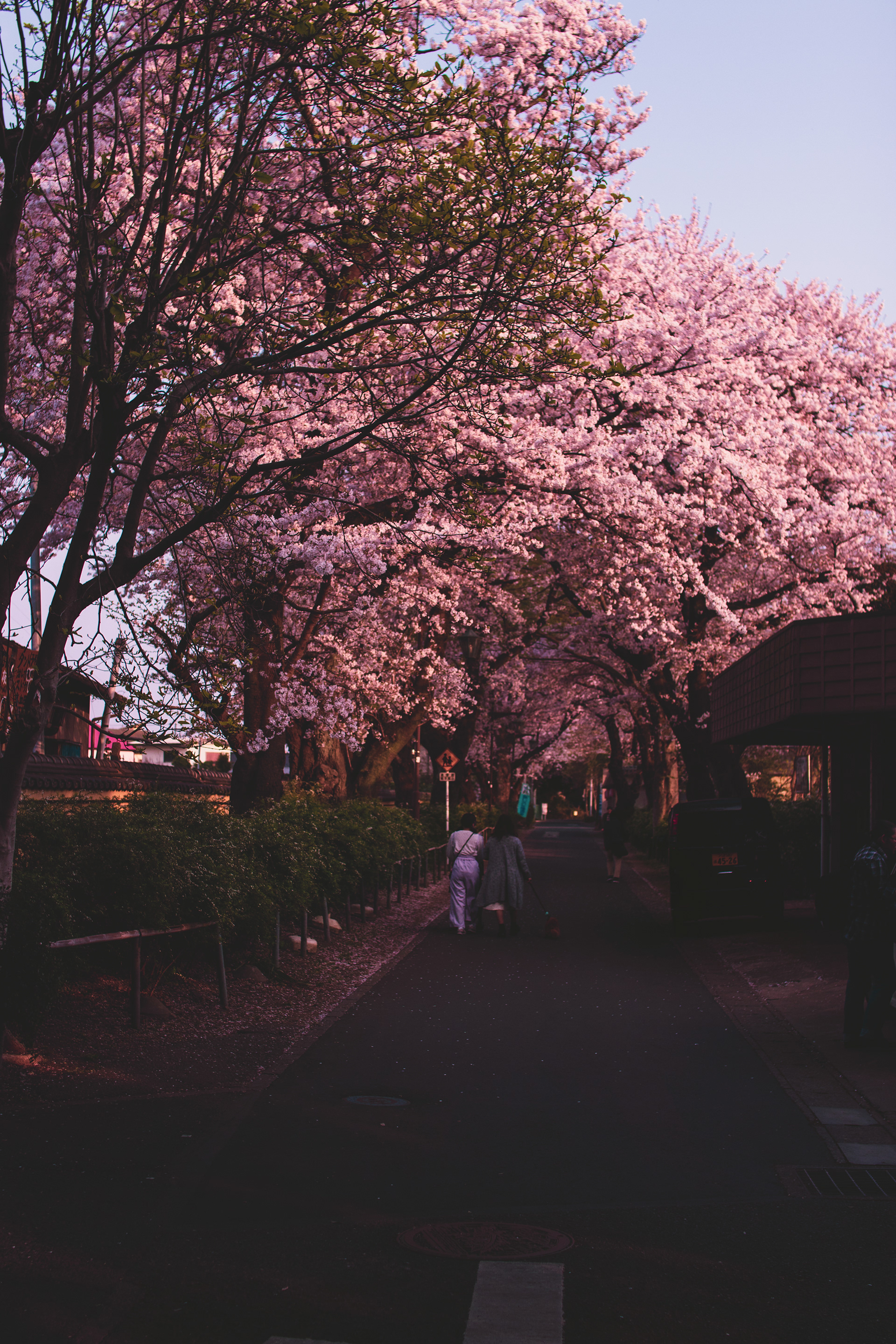 Location: Chiba, Hondo-ji Temple , Japan (2019)