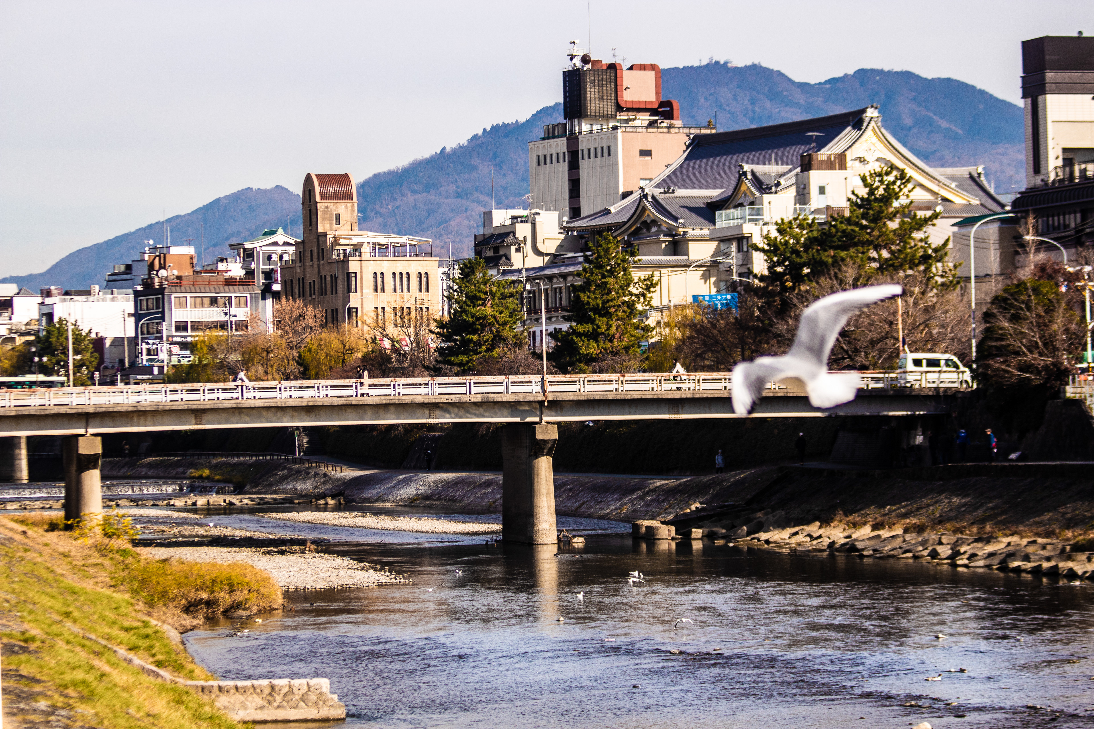Location: Kyoto, Kamo River, Japan (2018)