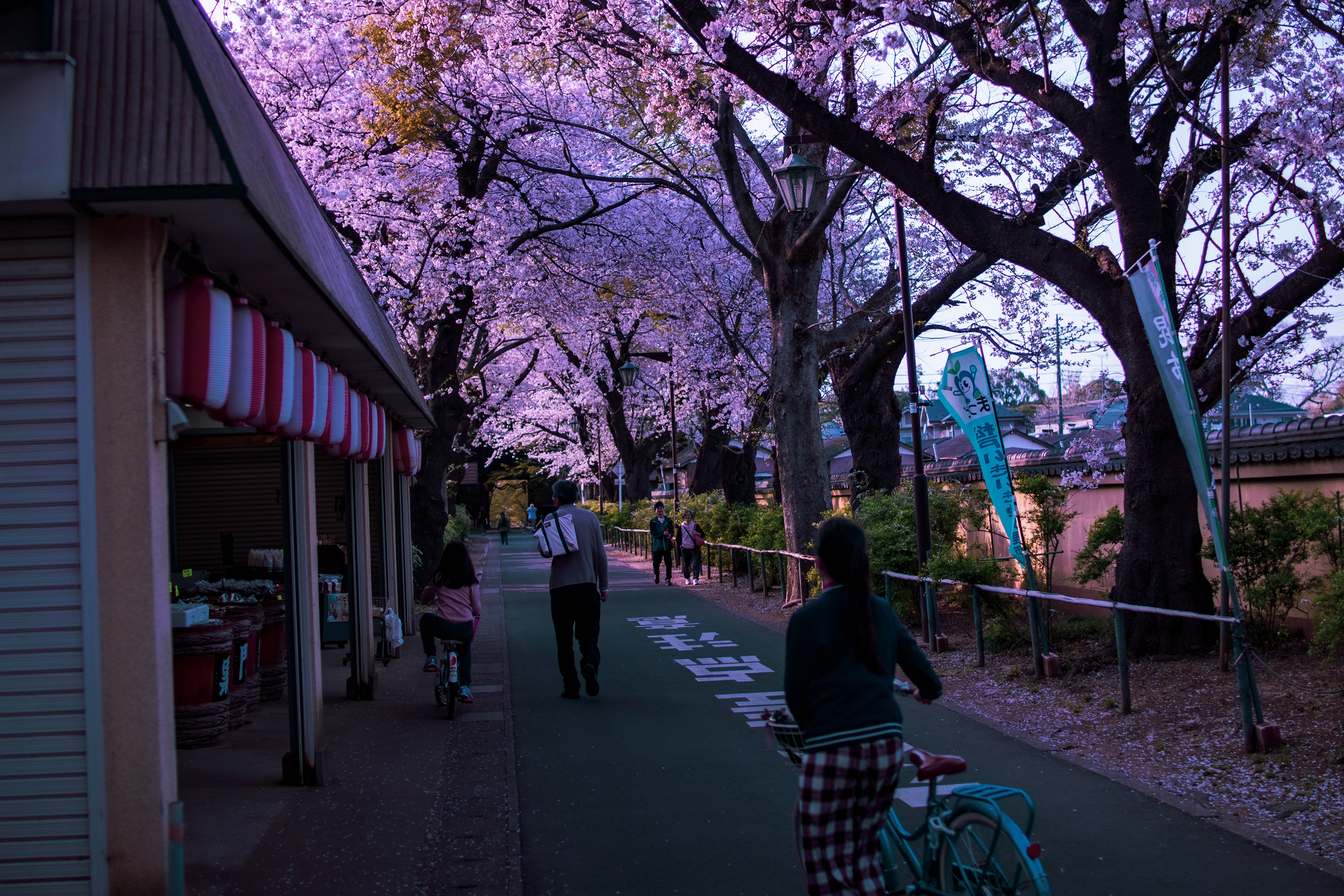 Location: Chiba, Hondo-ji Temple, Japan   (2019)