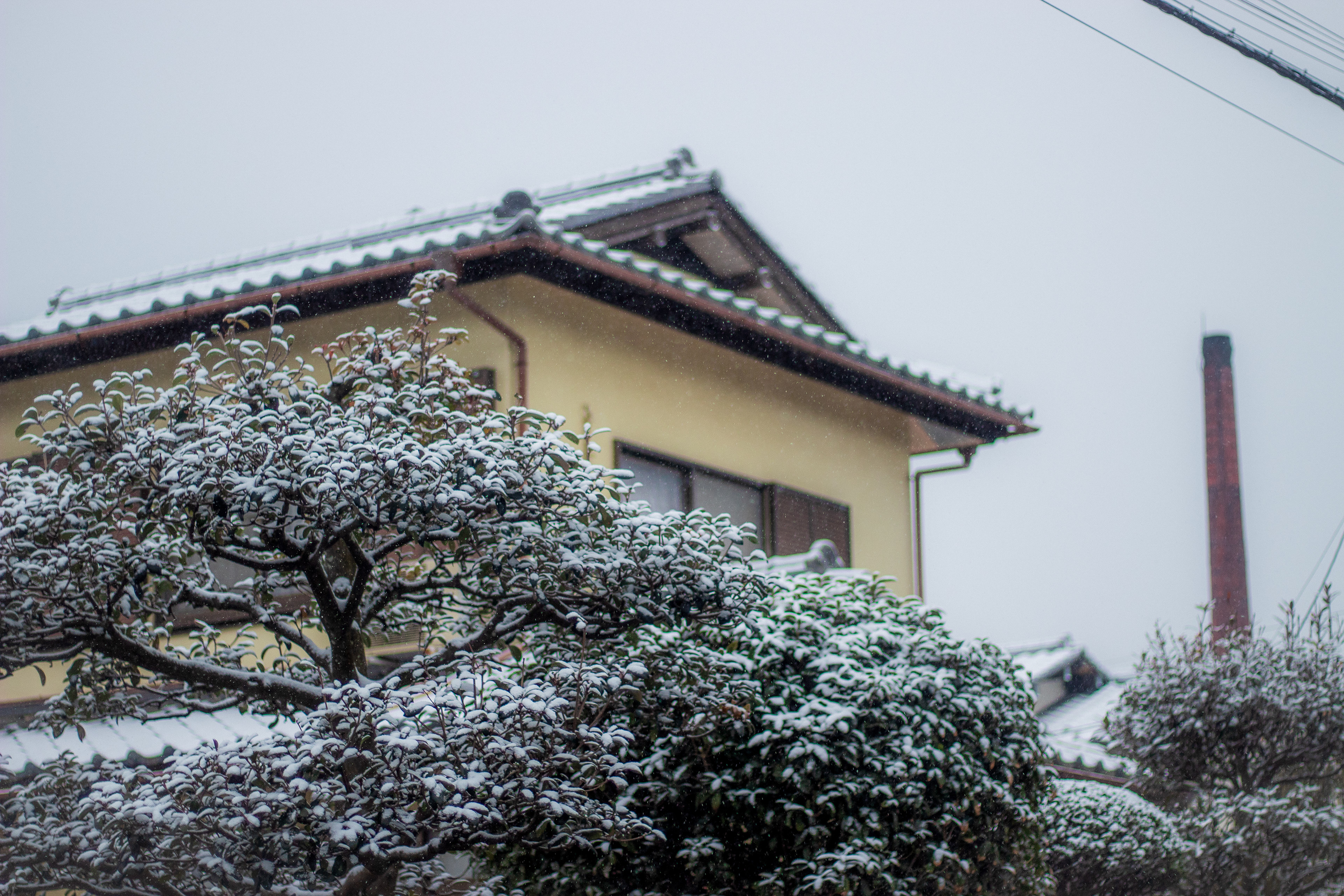 Location: Chiba, Kamagaya, Japan (2019)