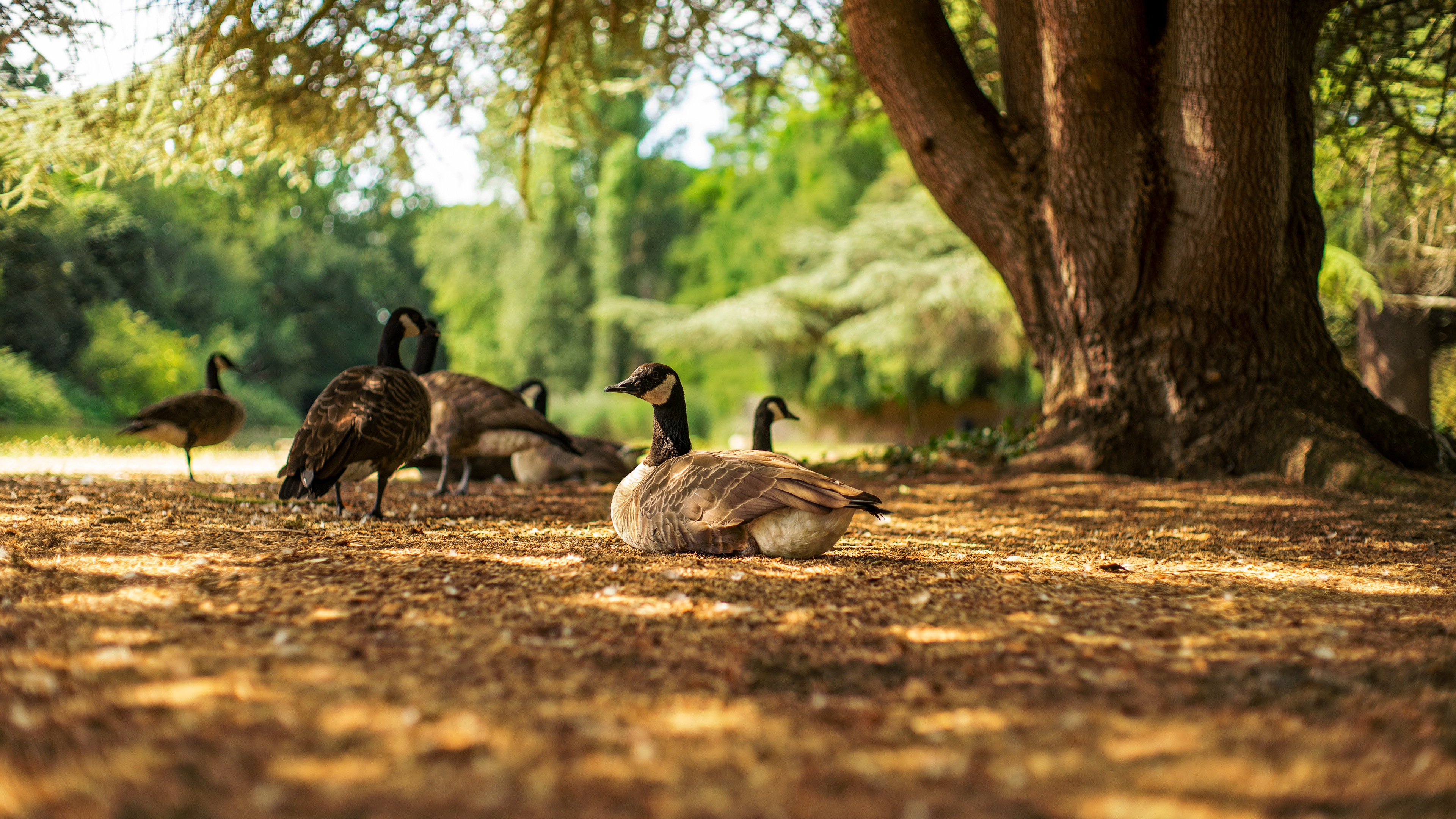 Location: London, Osterley Park, United Kingdom (2020)